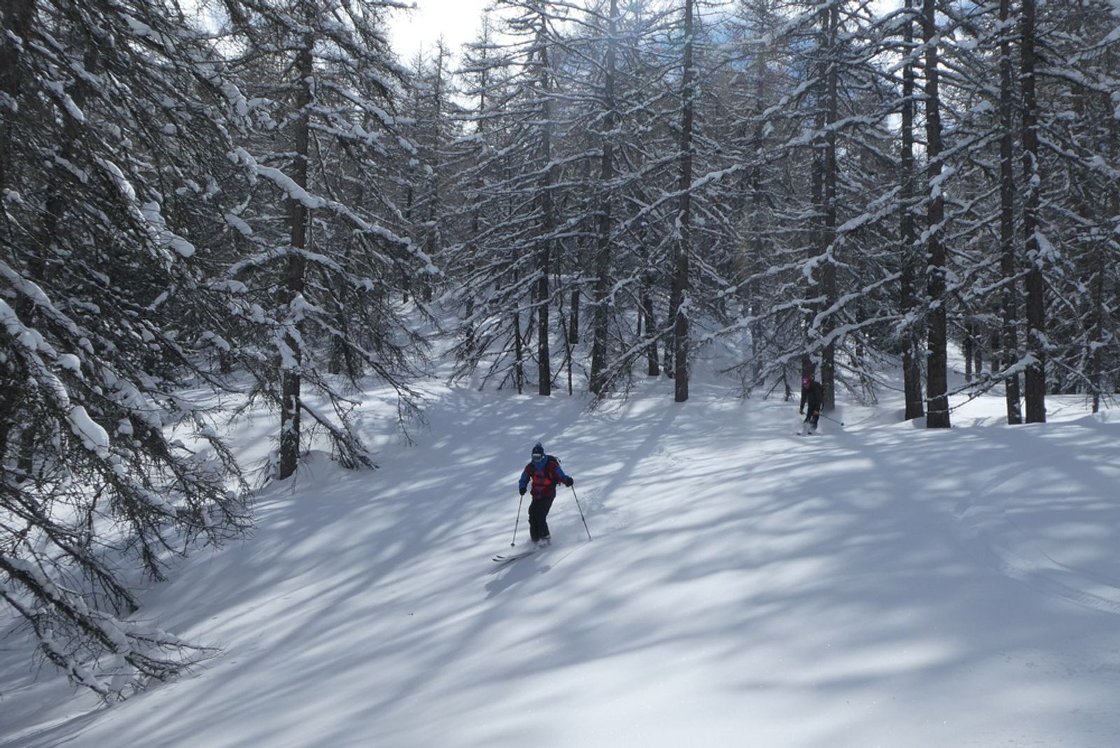Skier among the larch trees