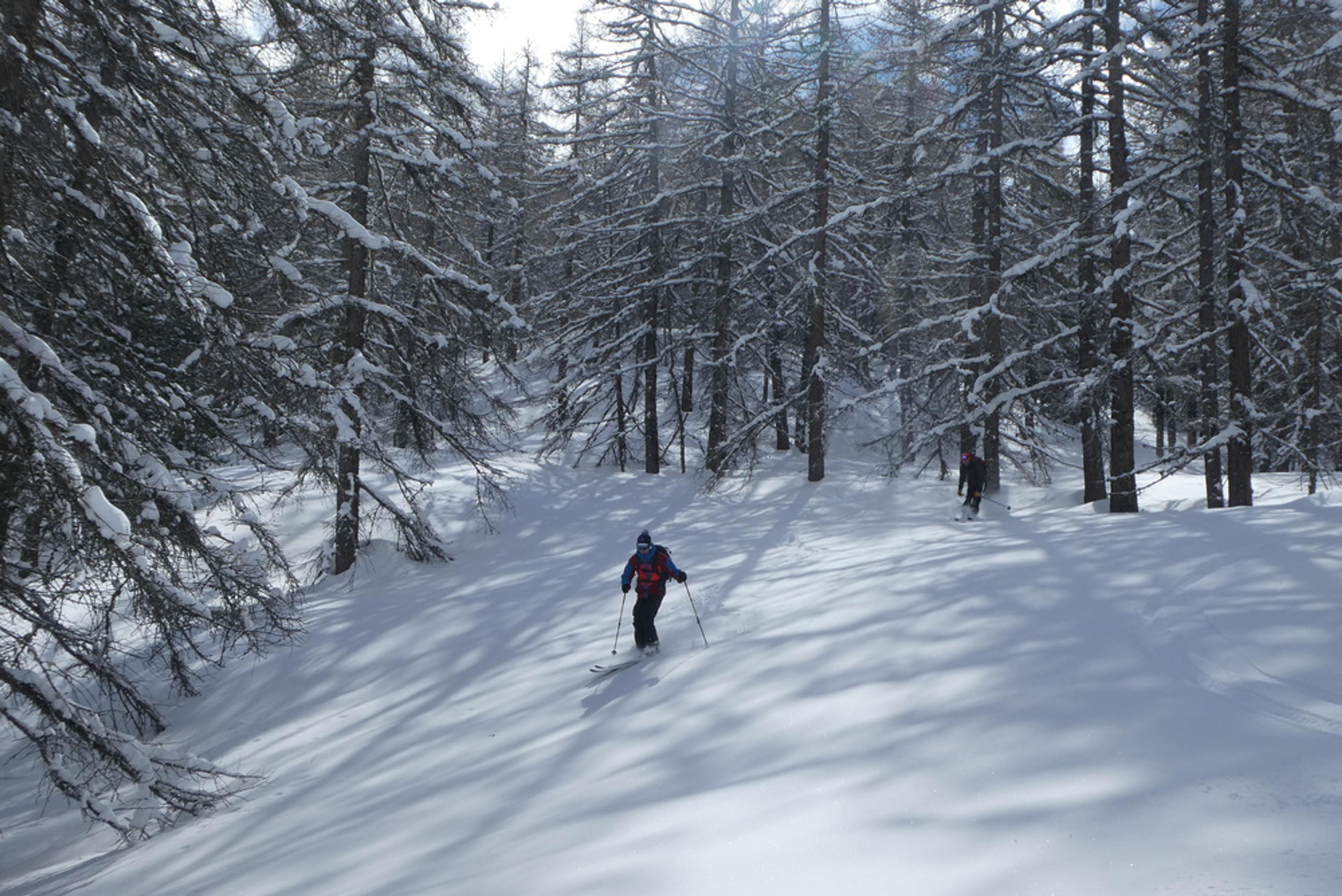Free-rando-Crévoux - Encore des forêts