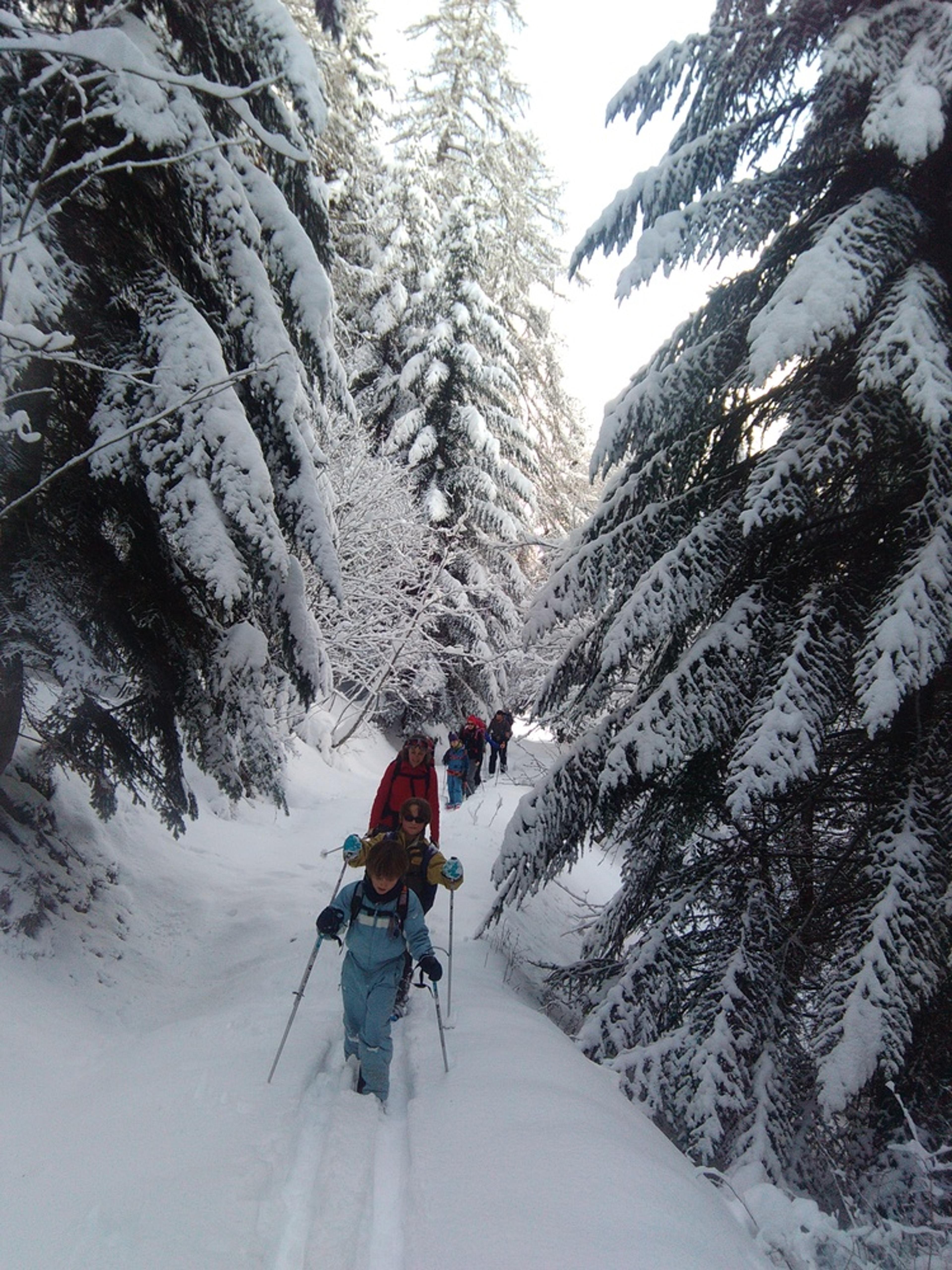 Montée dans la forêt