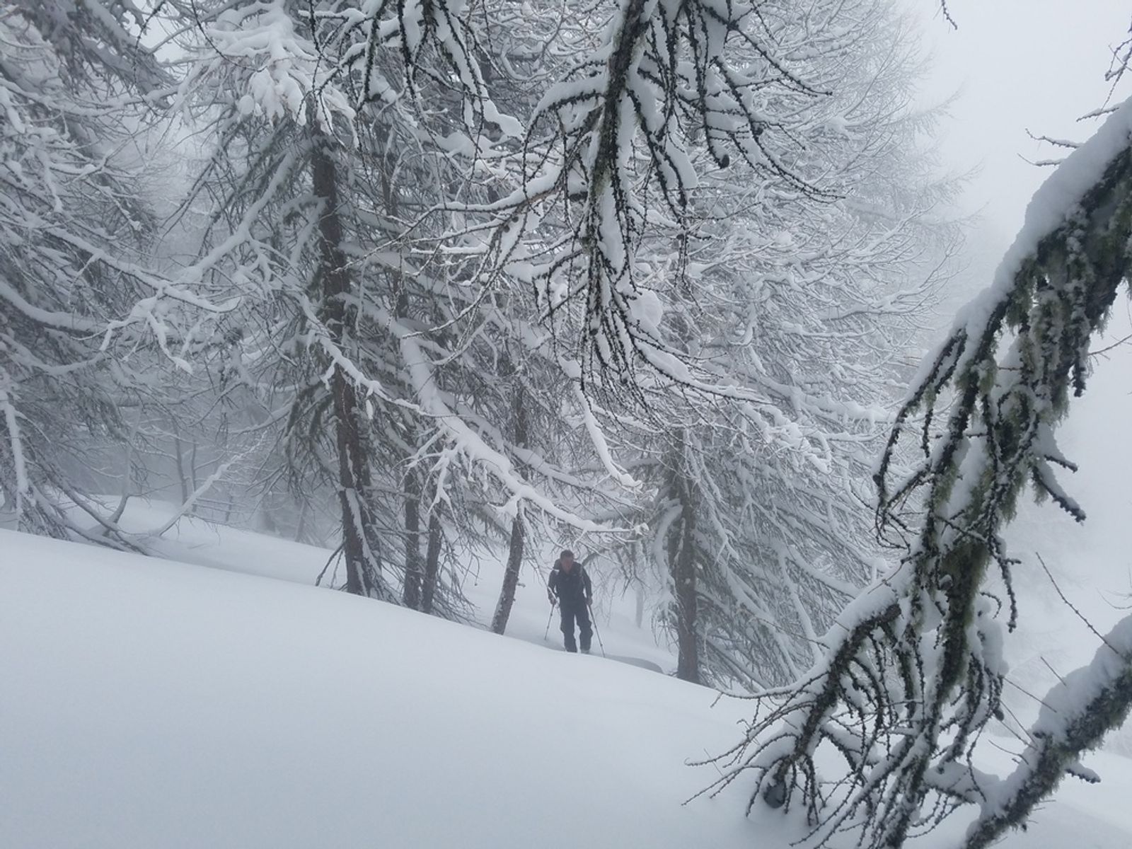 Skieur à la montée dans un mélézin après une chute de neige