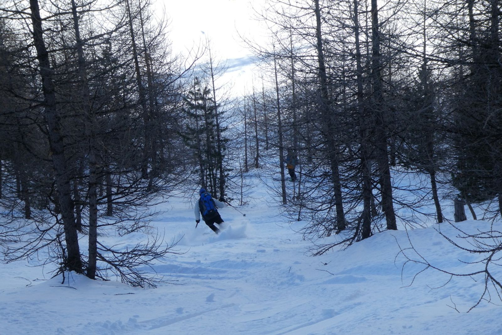 Skieur suivant une trace de poudreuse entre les mélèzes.