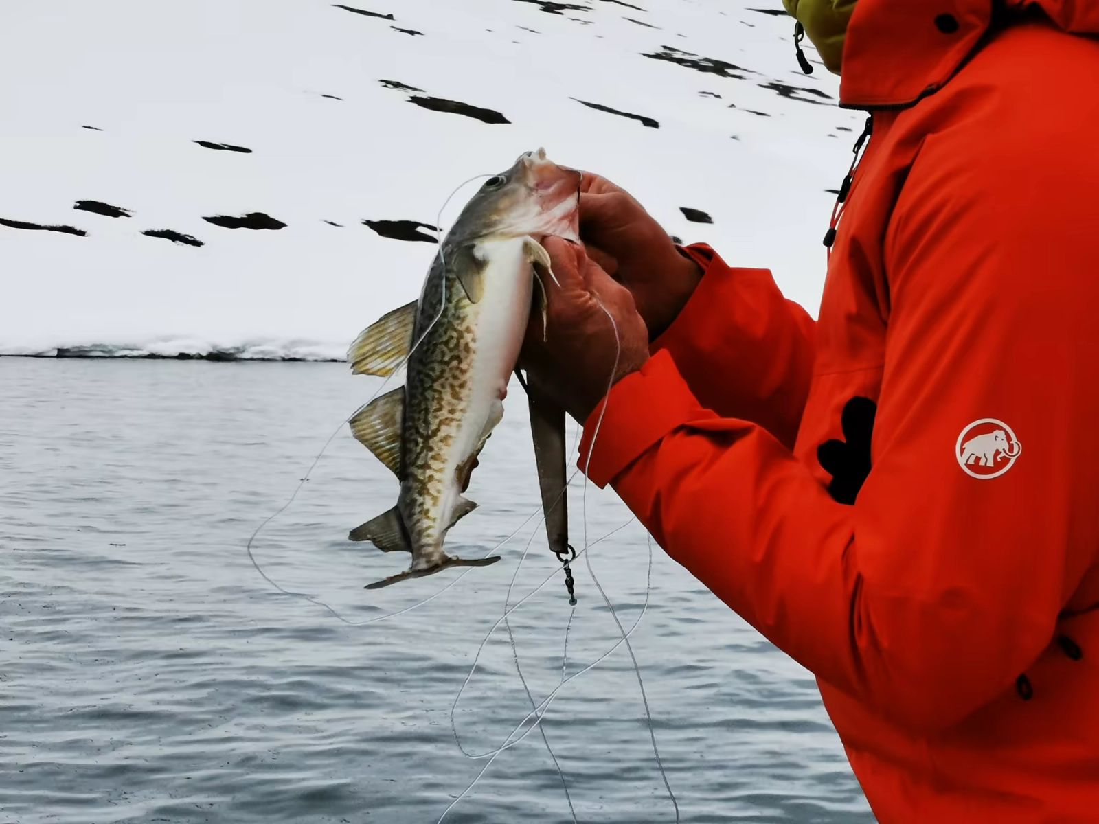 Poisson pêché depuis le voilier pendant un séjour ski-voile dans les fjords du Groenland