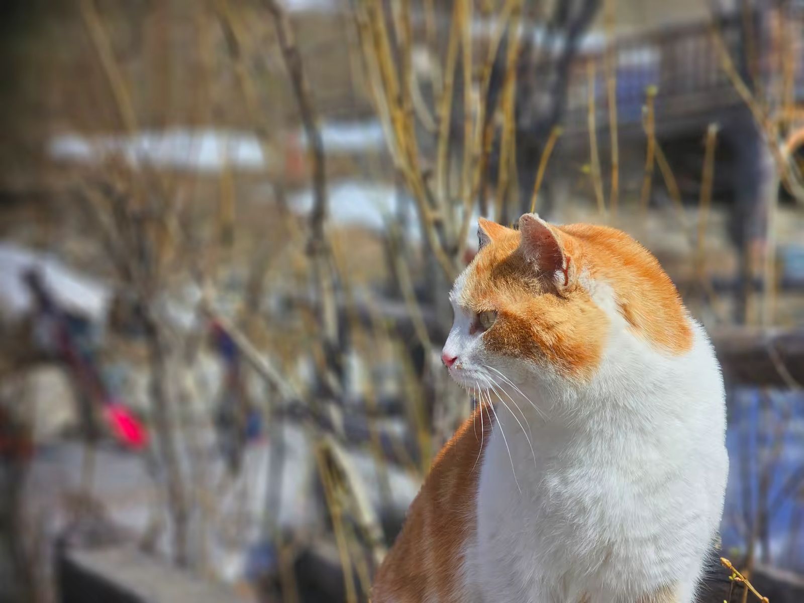 Portrait d'un chat à Fouillouse