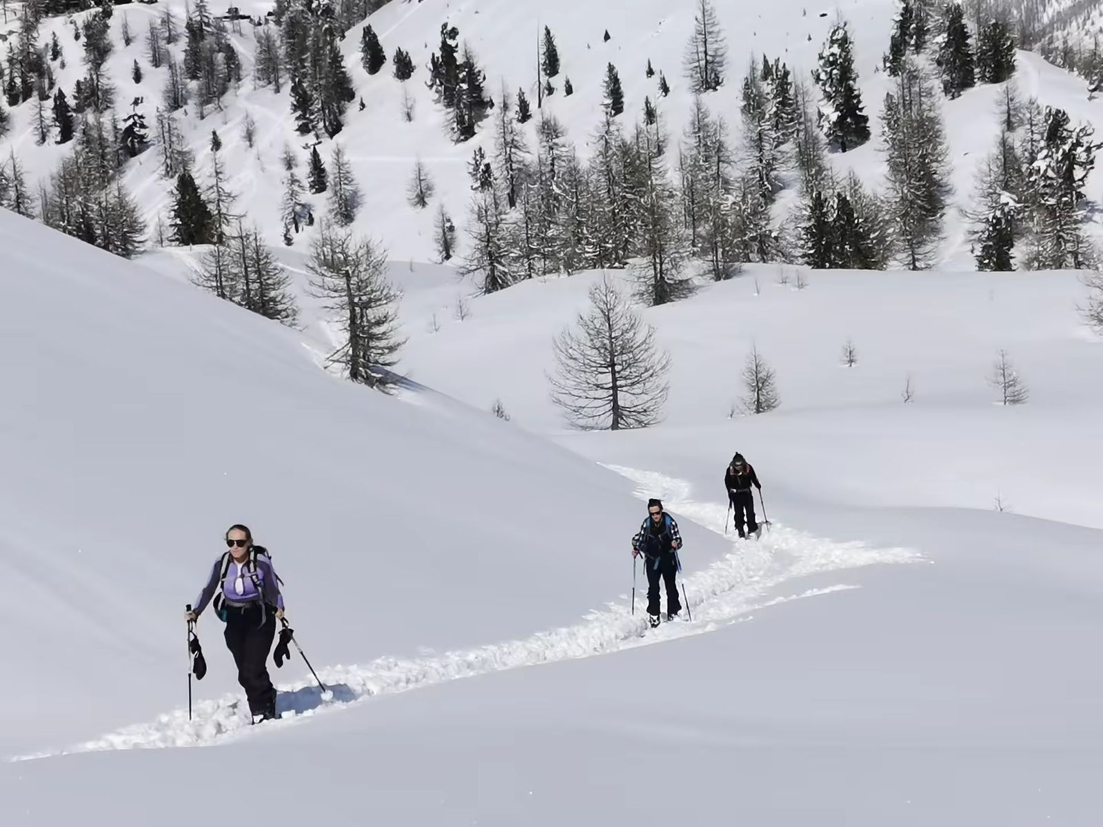Groupe progressant à skis de randonnée entre les mélèzes sur une crête frontalière Montgenevre/sestrière