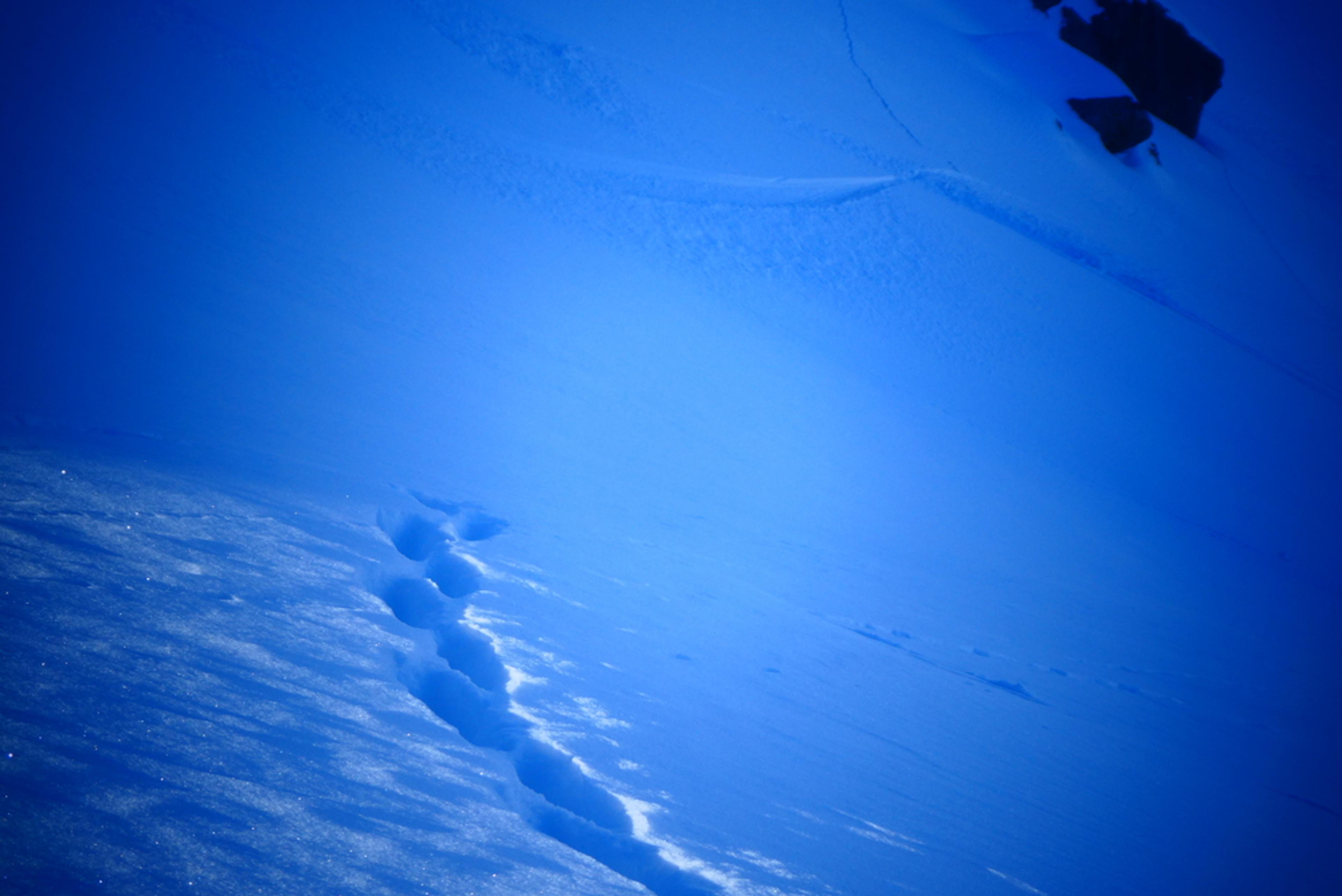 Couloir nord Aiguillas - Renard vs skieur