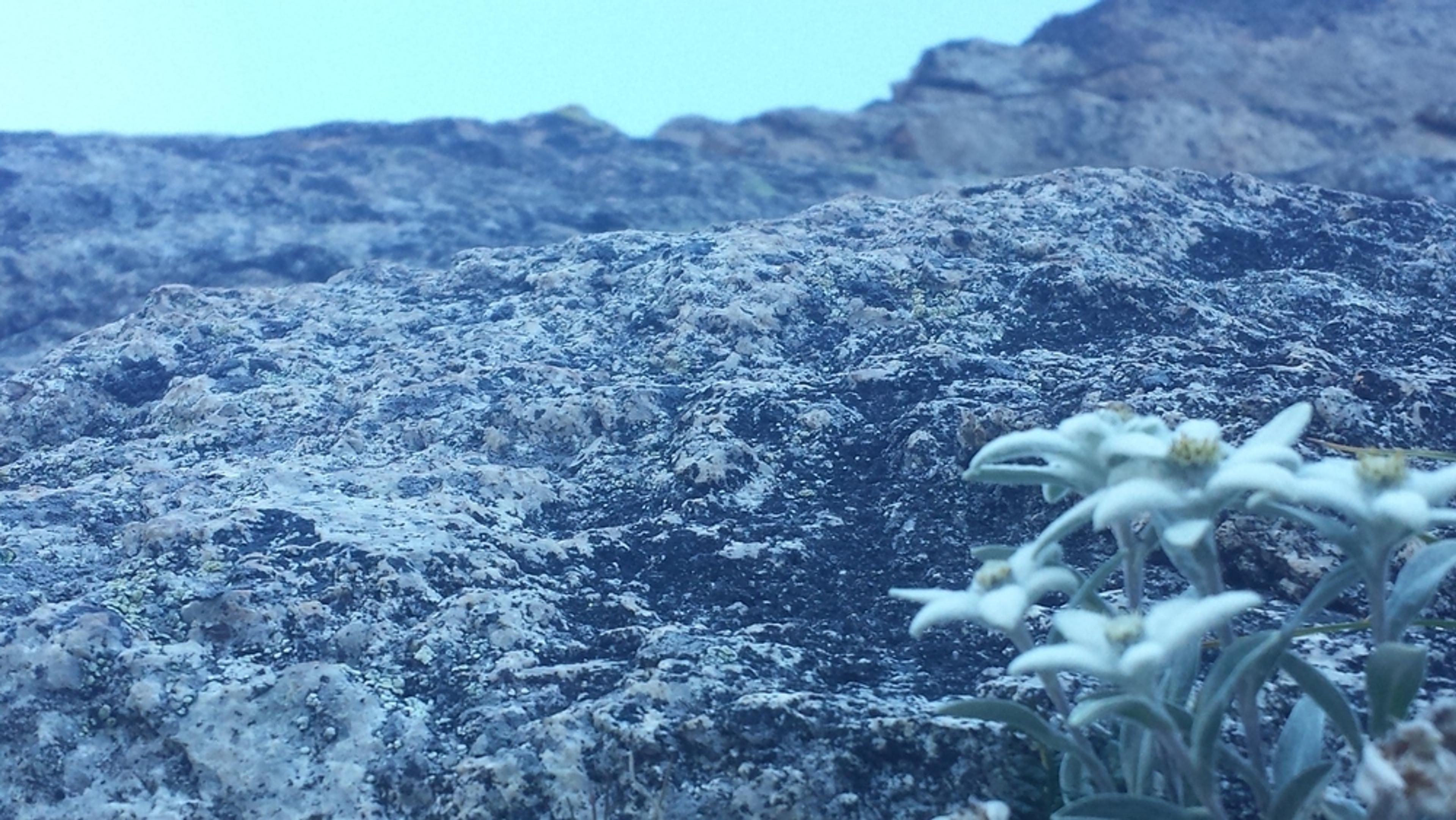 Edelweiss