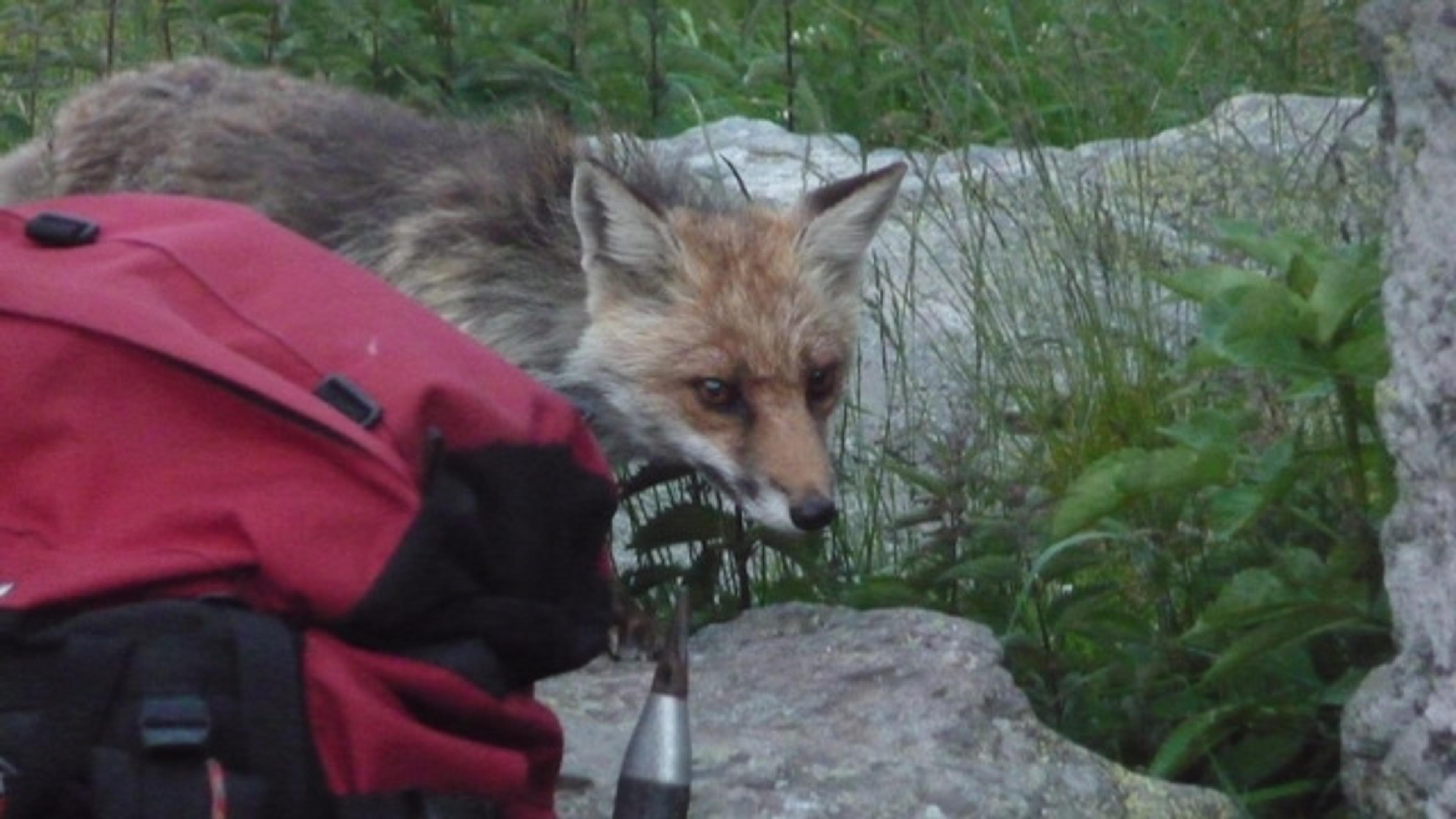 Renard au refuge