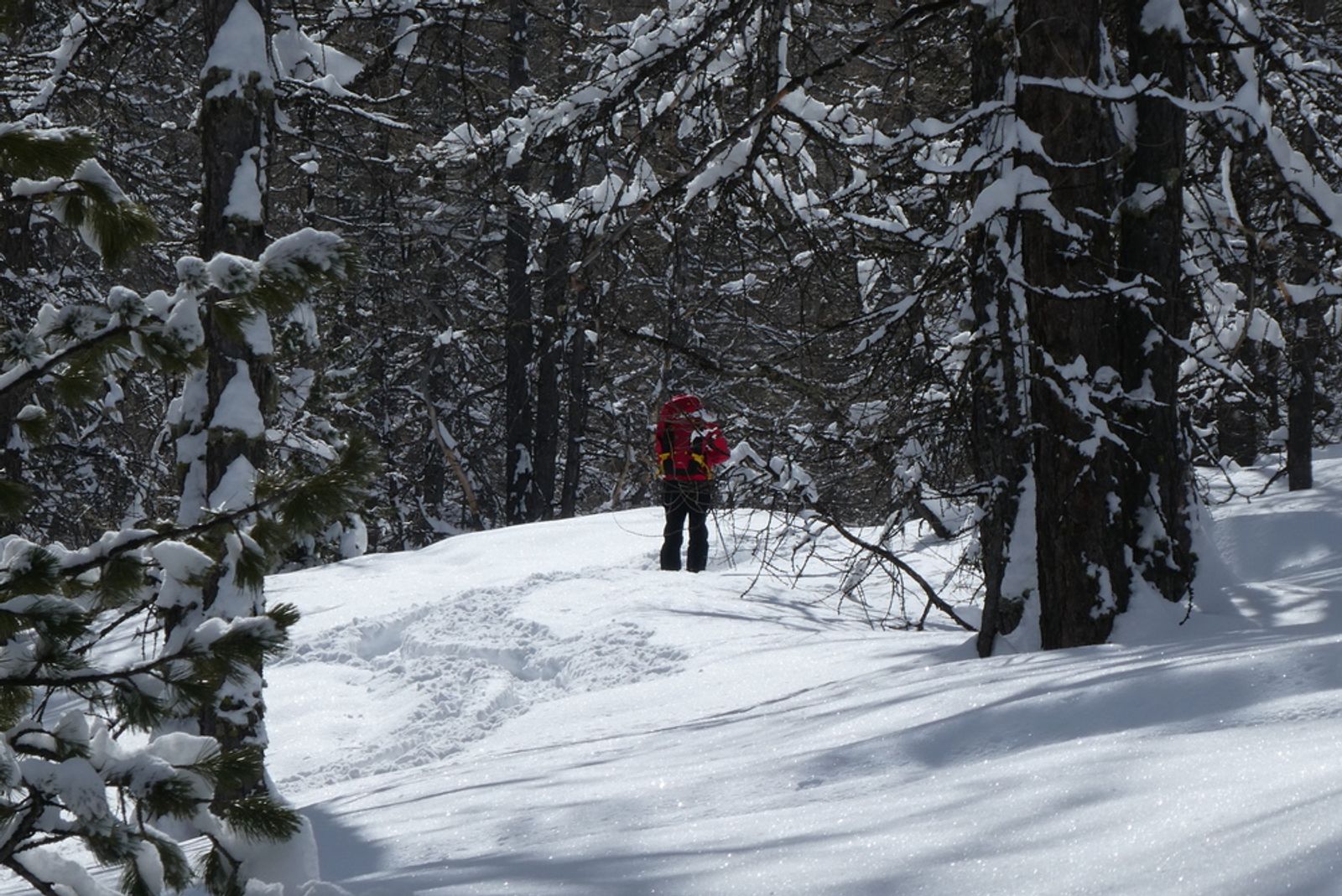Un skieur à la montée dans le mélézin de Fouillouse