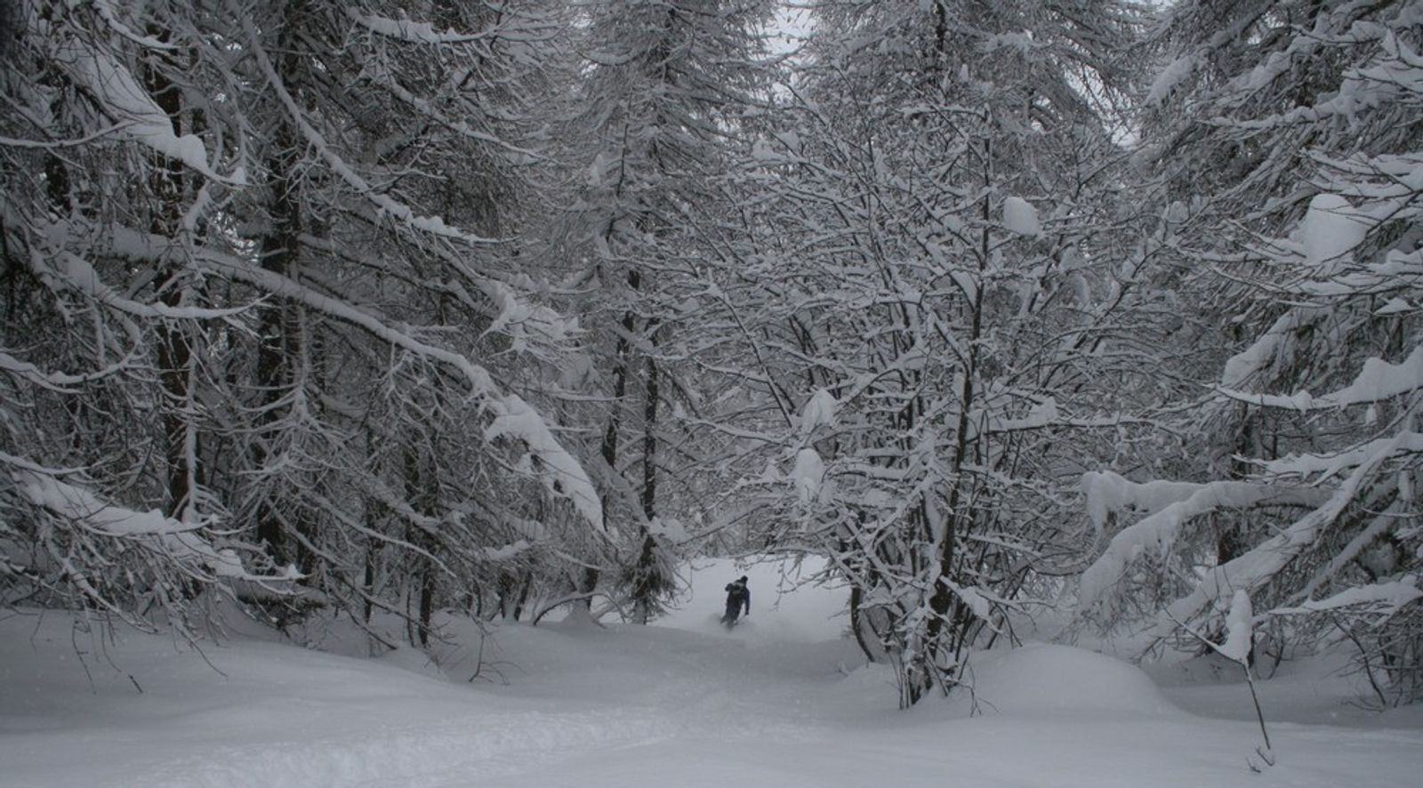 Hors-piste Puy-St-Vincent - Faufilage dans les mélèzes