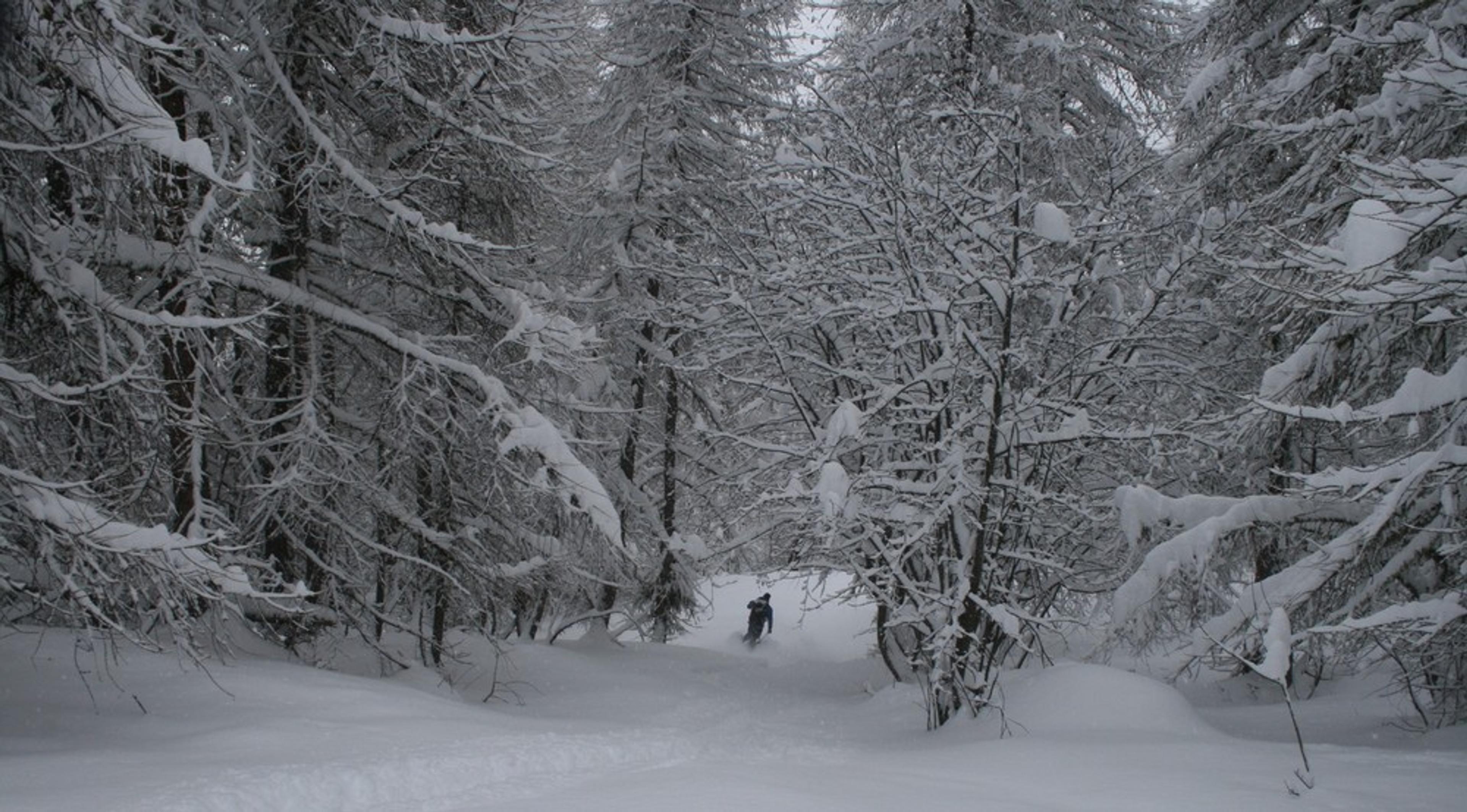 Hors-piste Puy-St-Vincent - Faufilage dans les mélèzes