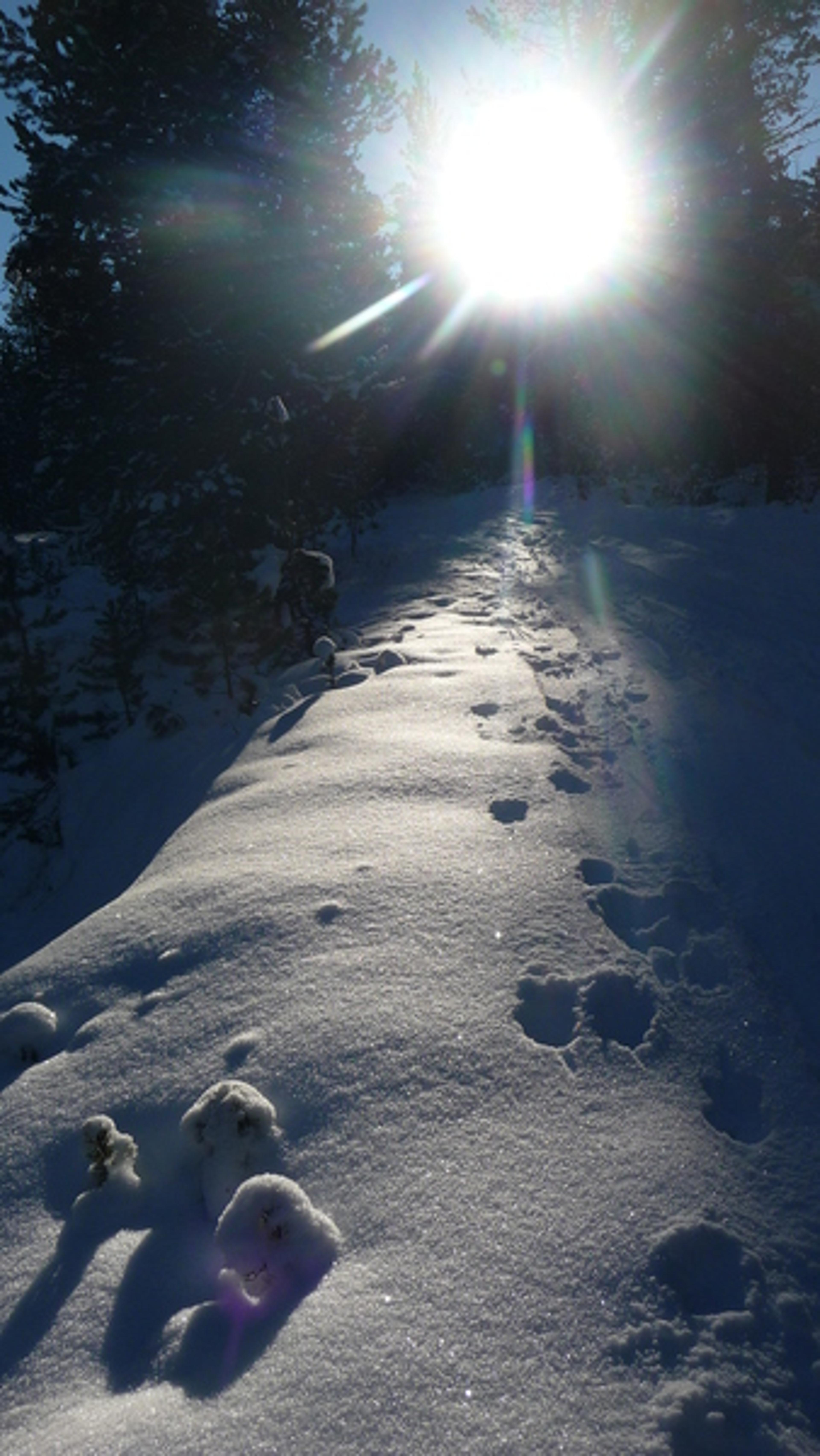 Arpelin - Ski - Contre jour