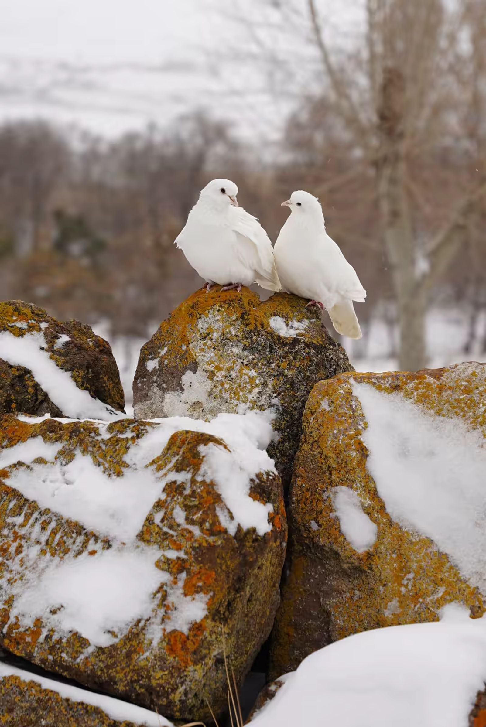 Deux oiseaux blancs posés sur des pierres couvertes de neige en Arménie