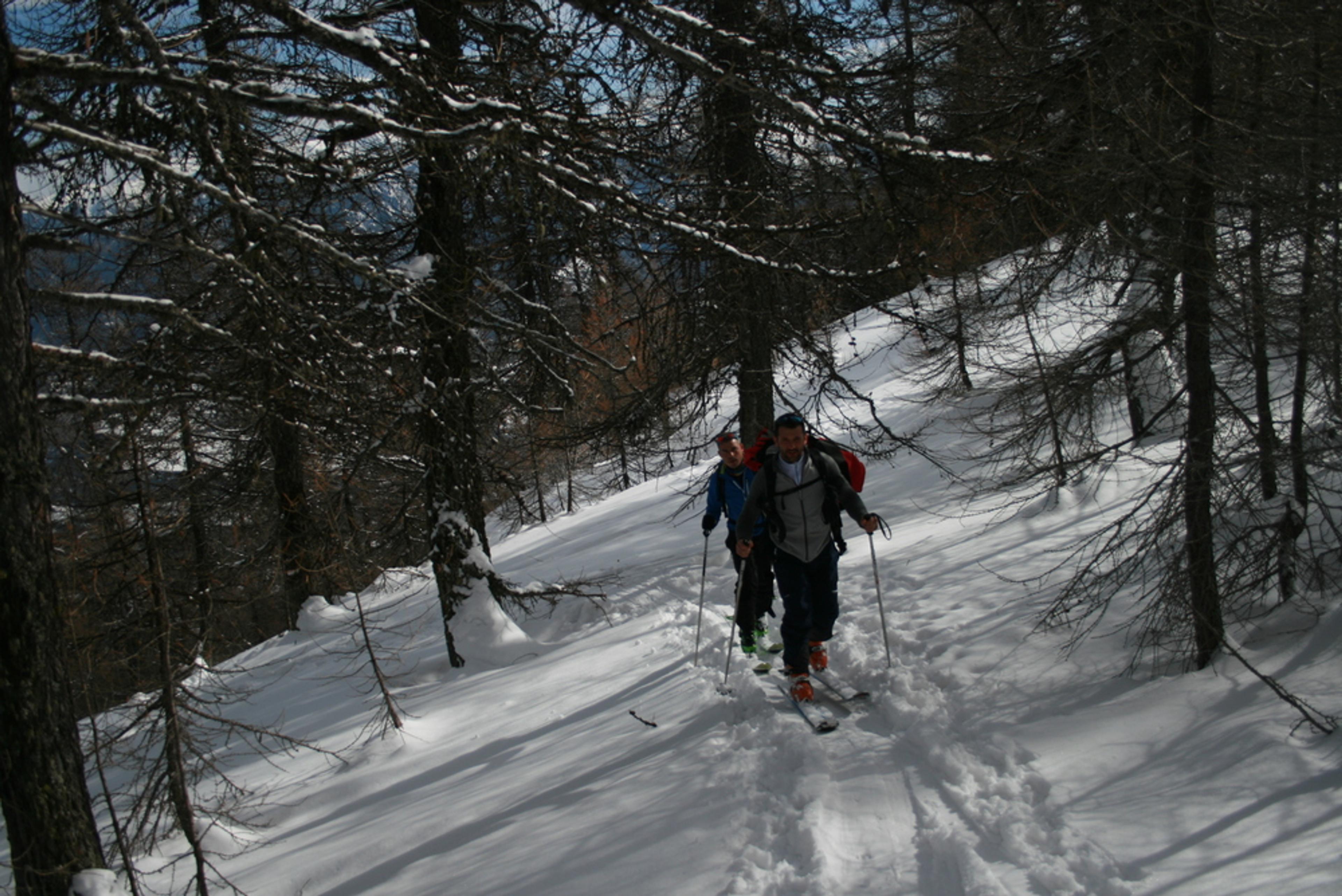 Tête de Fouran -Montée printanière dans les bois
