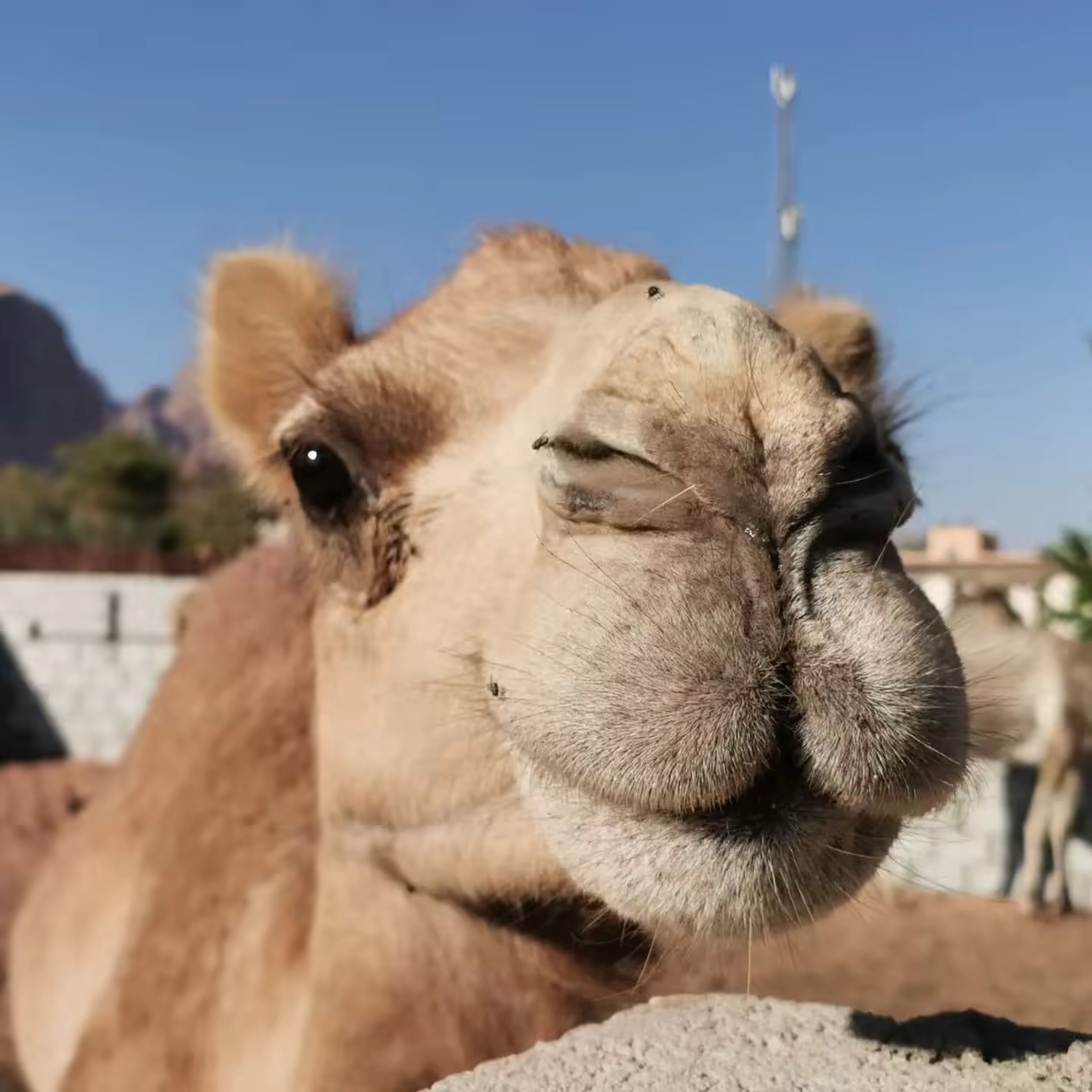 Portrait d’un dromadaire dans le désert du Wadi Rum en Jordanie