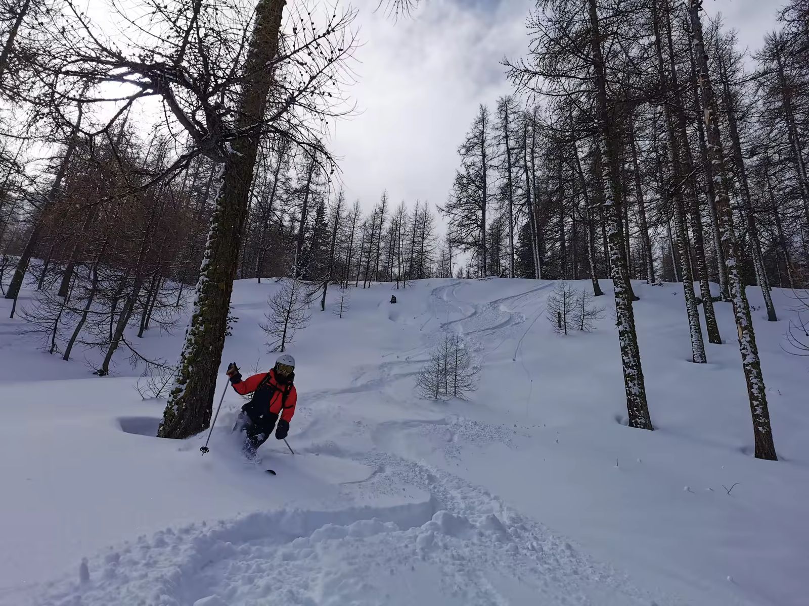 Skieur faisant ses traces dans un beau mélézin ouvert d'Abries