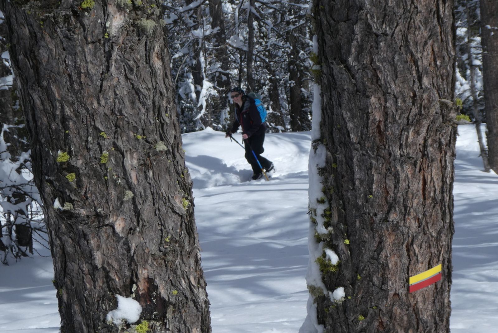 Skieuse à la montée entre deux mélèzes de Fouillouse