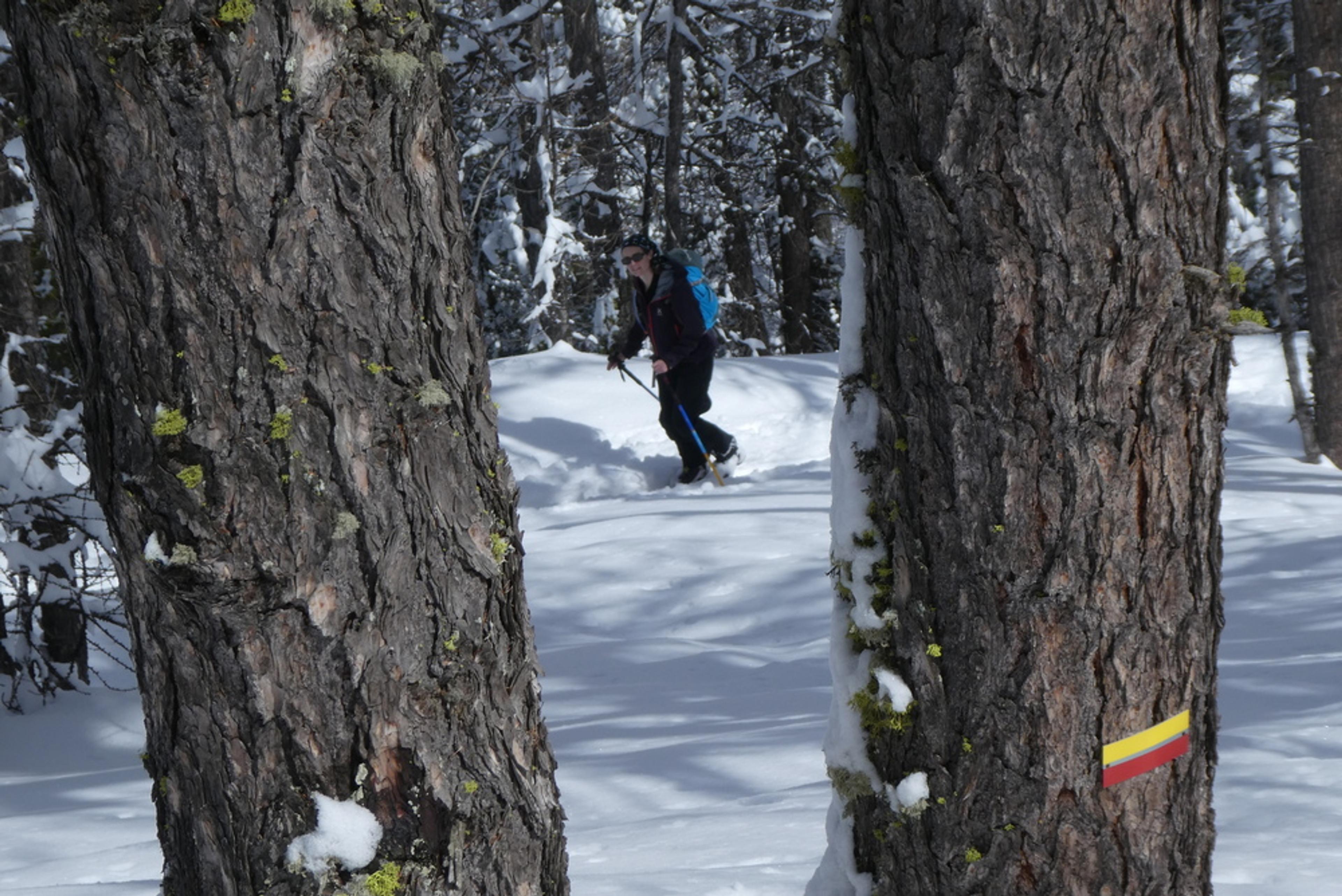 Week-end ski rando - Fouillouse - Entre les arbres