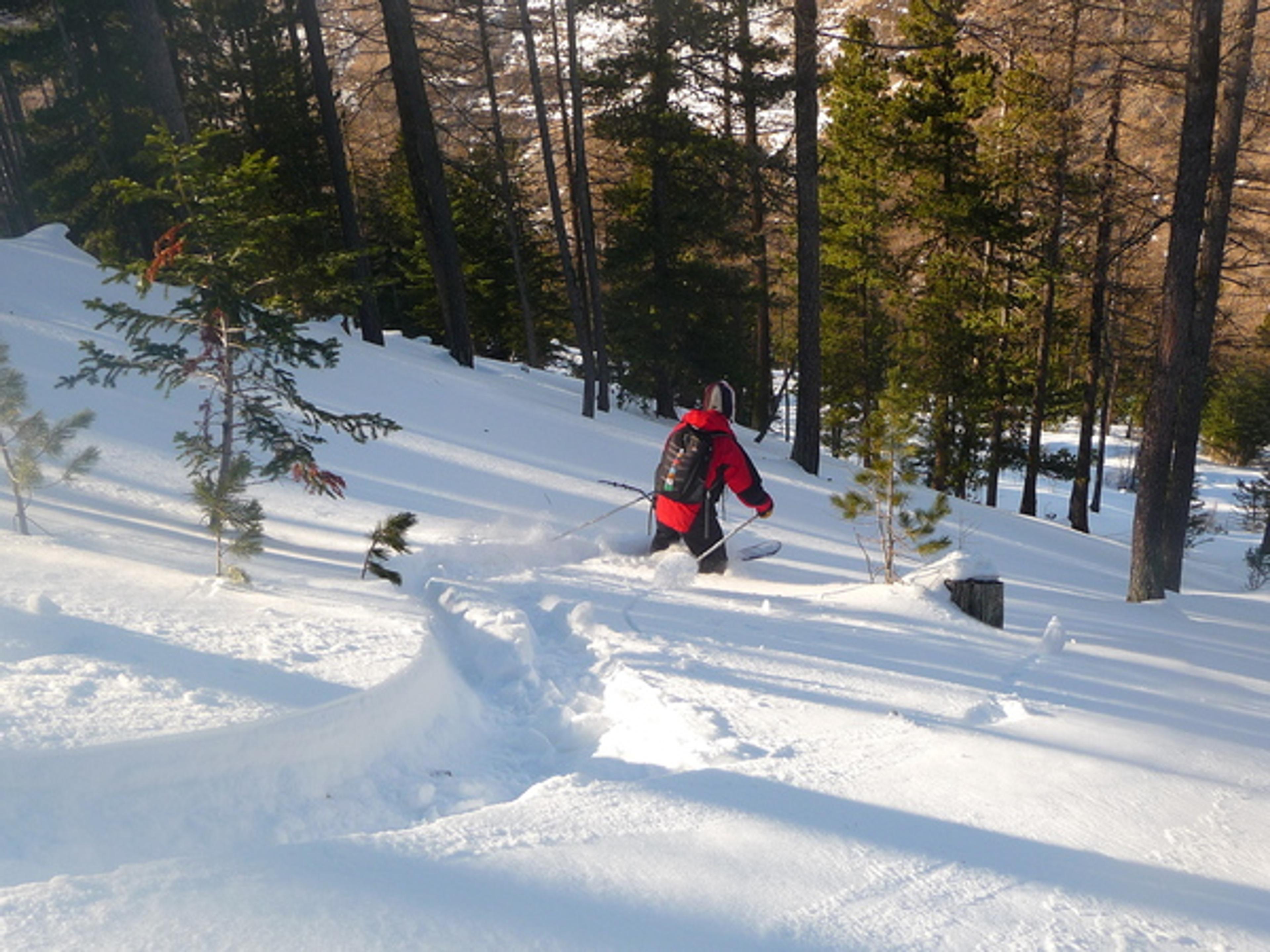 Ski - Col de la Lauze - Derniers bons virages entre les souches