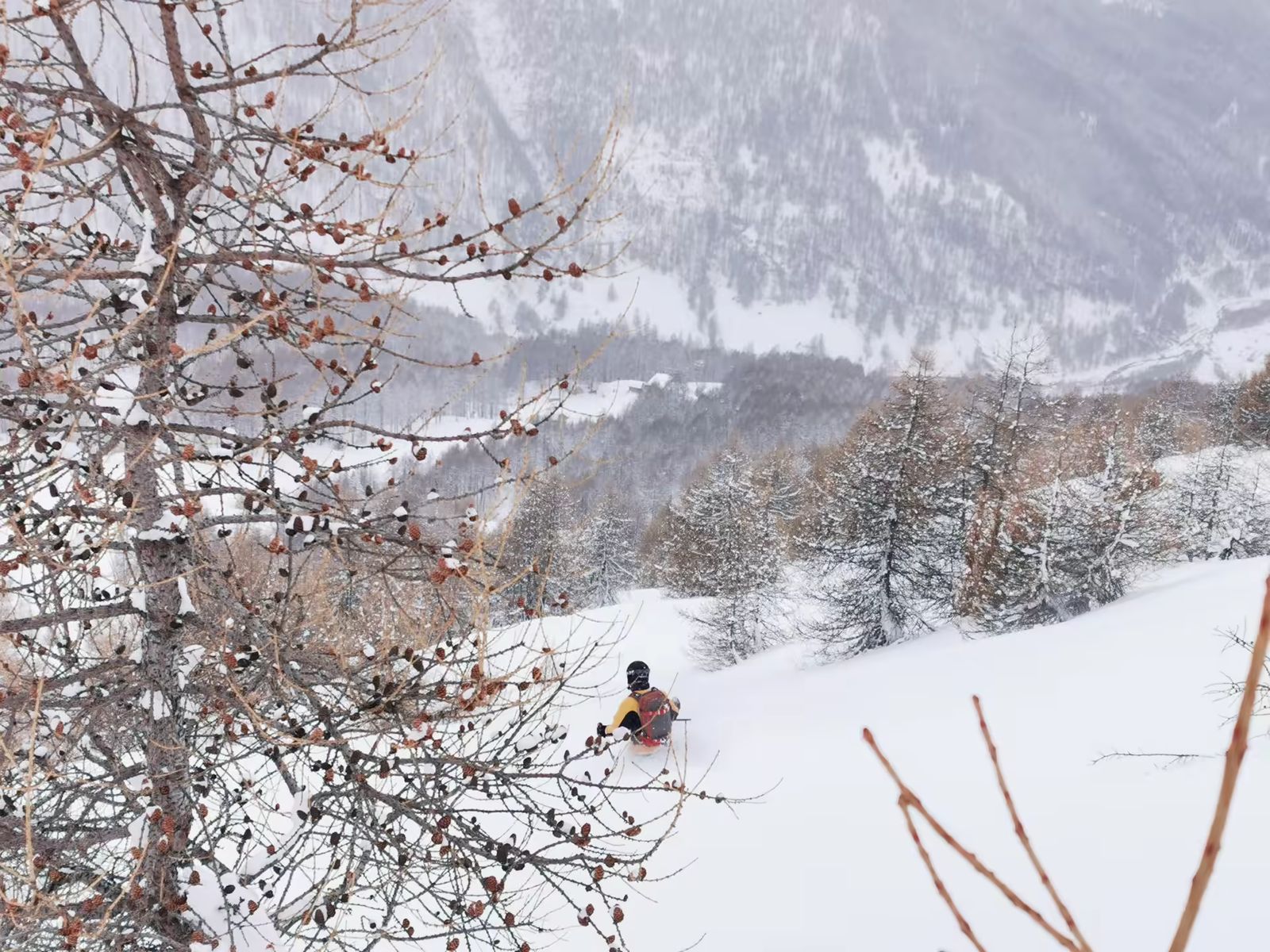 Skieur dans le mélézin d'Abries par grosse poudreuse