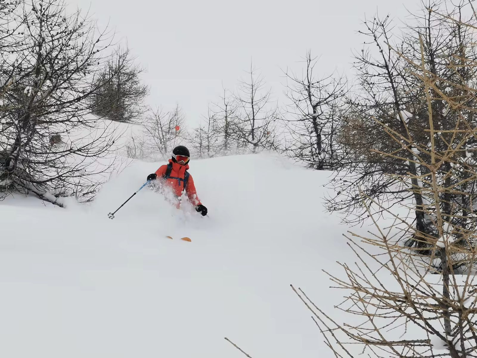 Skieuse dans la profonde poudreuse d'Abries après un retour d'est, quelques mélèzes
