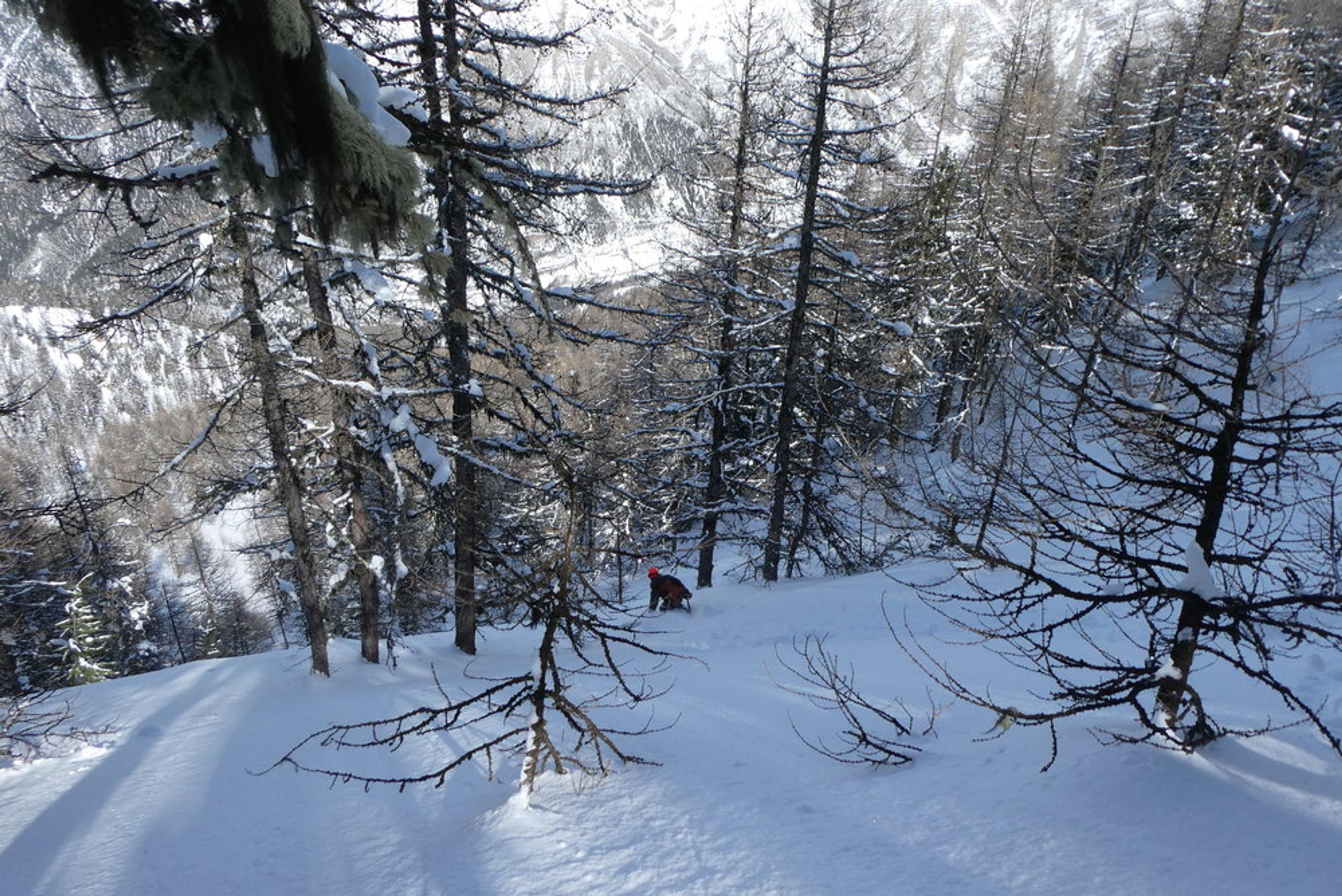 Free-rando-Crévoux - Popow forêt
