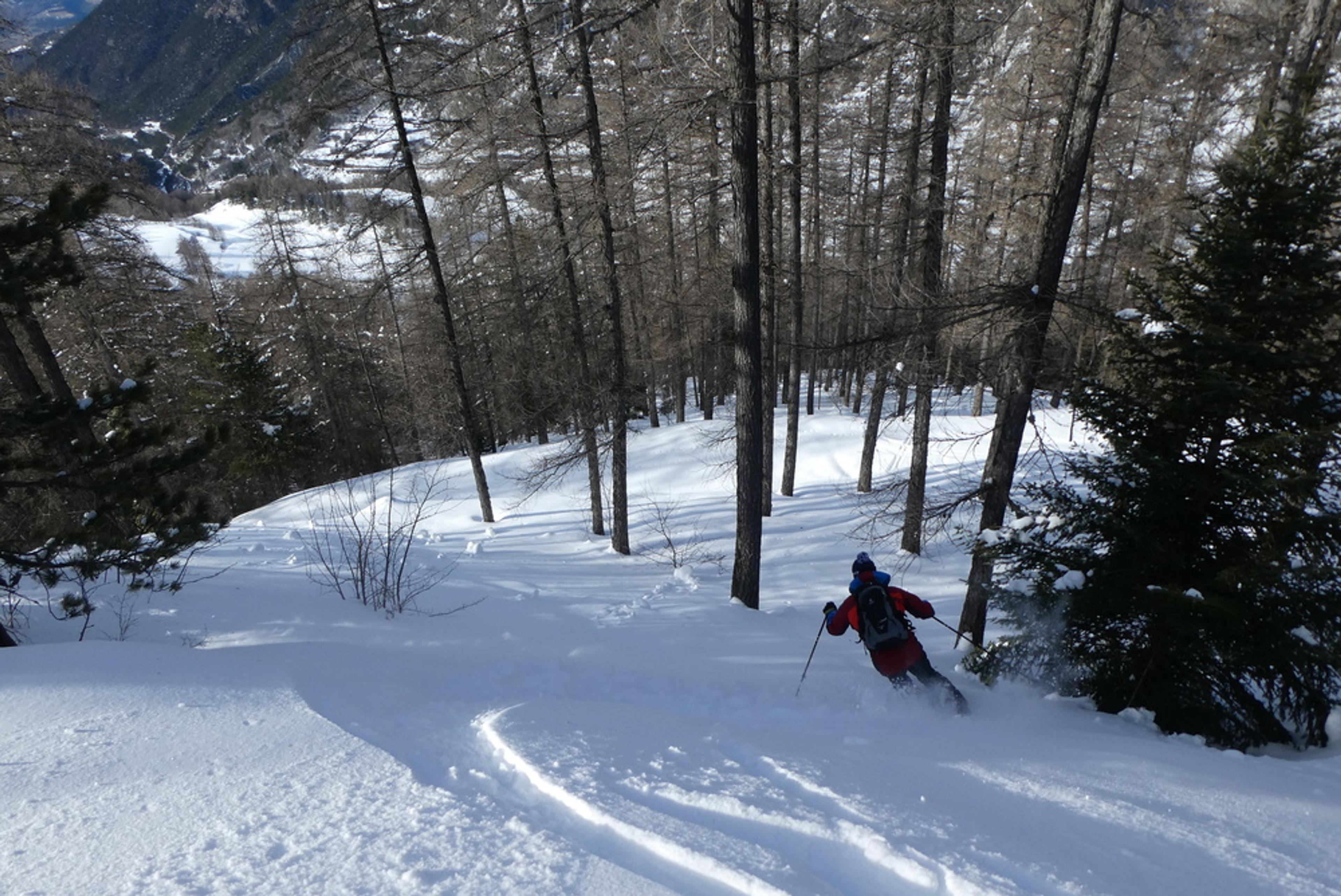 Free-rando-Crévoux - Quand la forêt s'ouvre