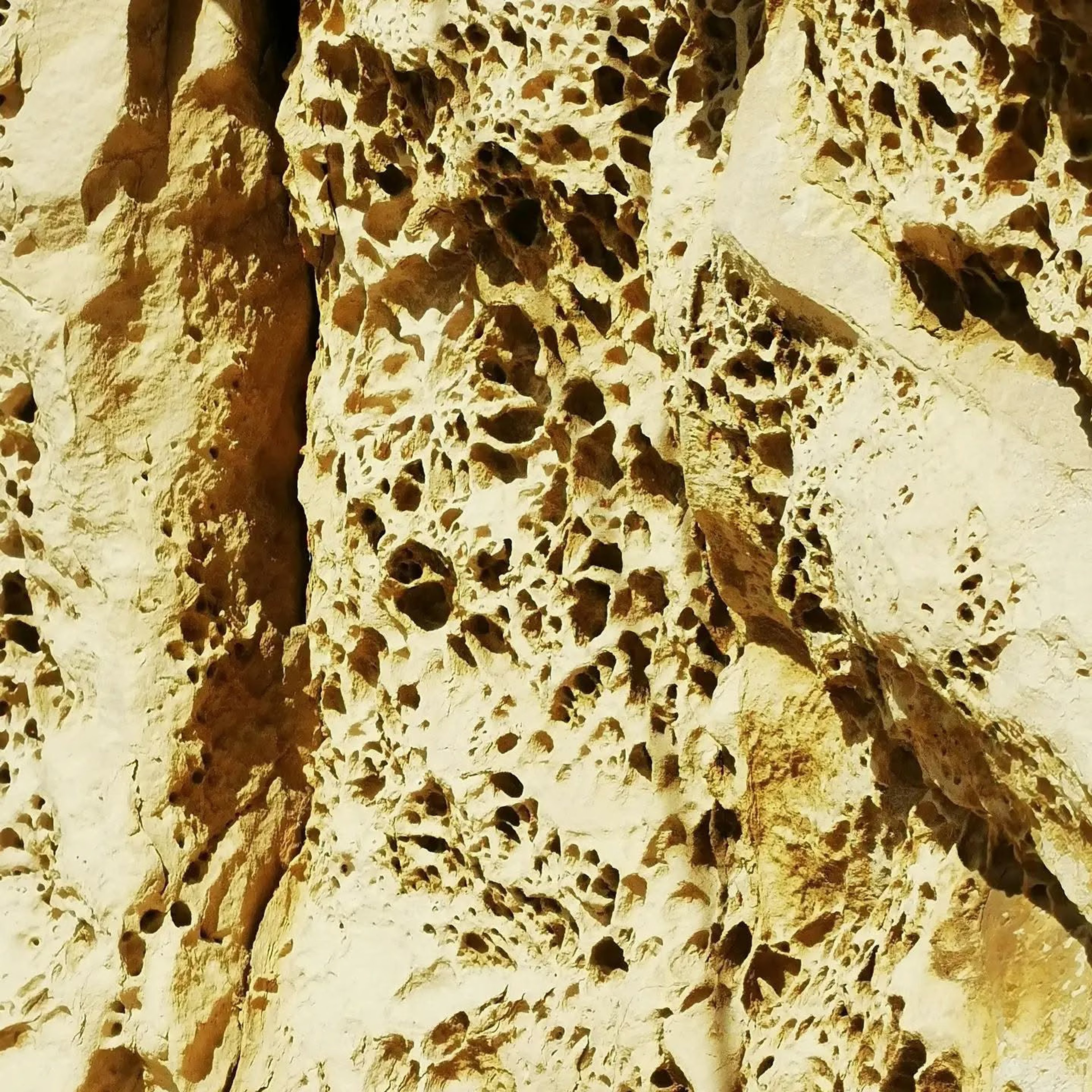 Détail d’un rocher aux nombreuses alvéoles au Cap Canaille
