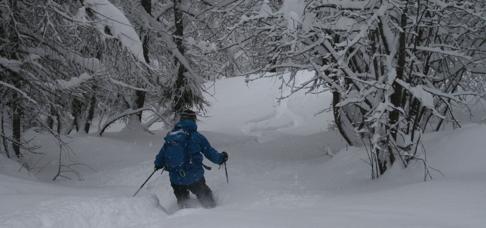 Skieur en veste bleue en virage dans la poudreuse en forêt à Puy-Saint-Vincent.
