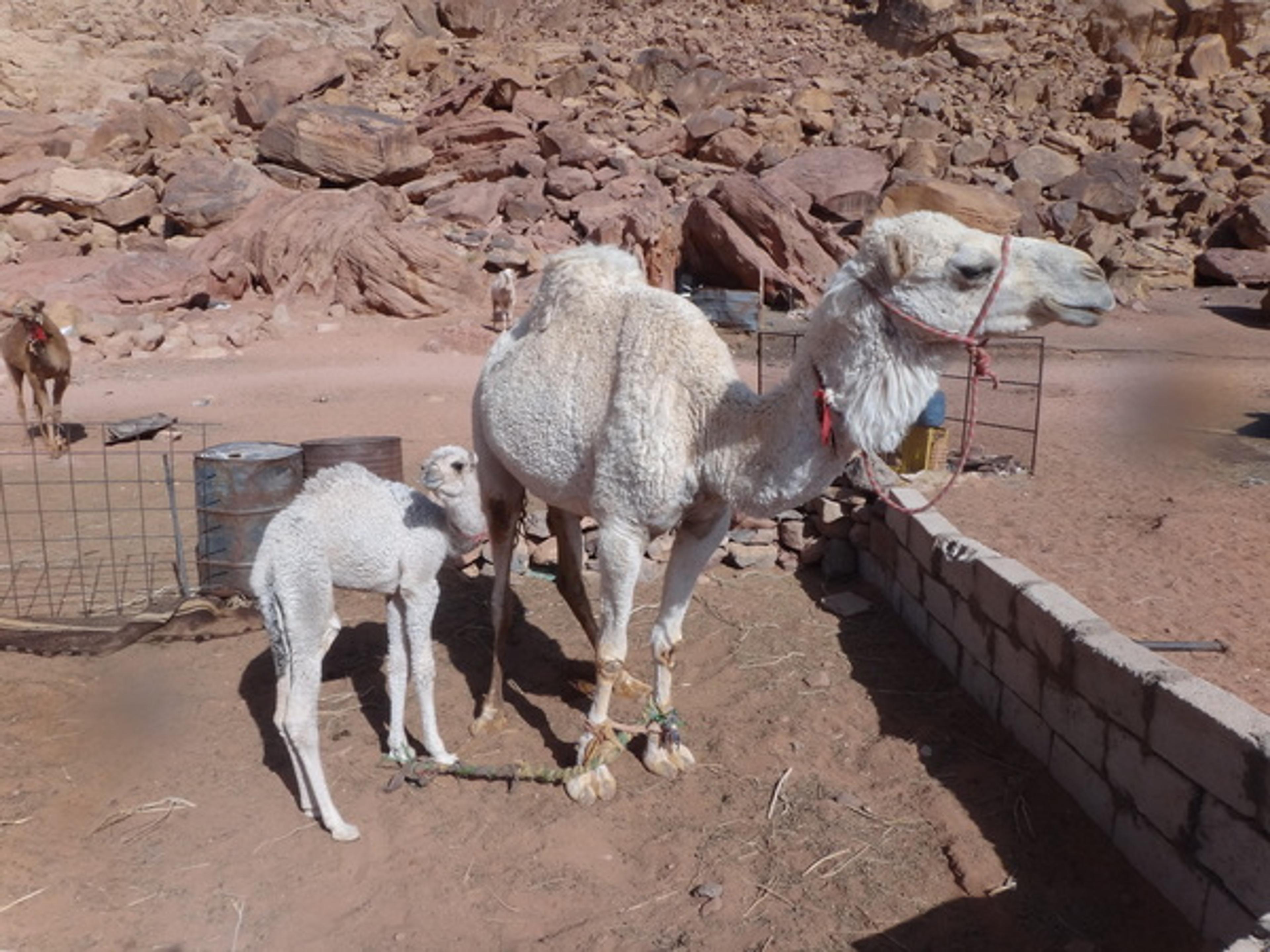 Traversée Jebel Rum - Camelitos