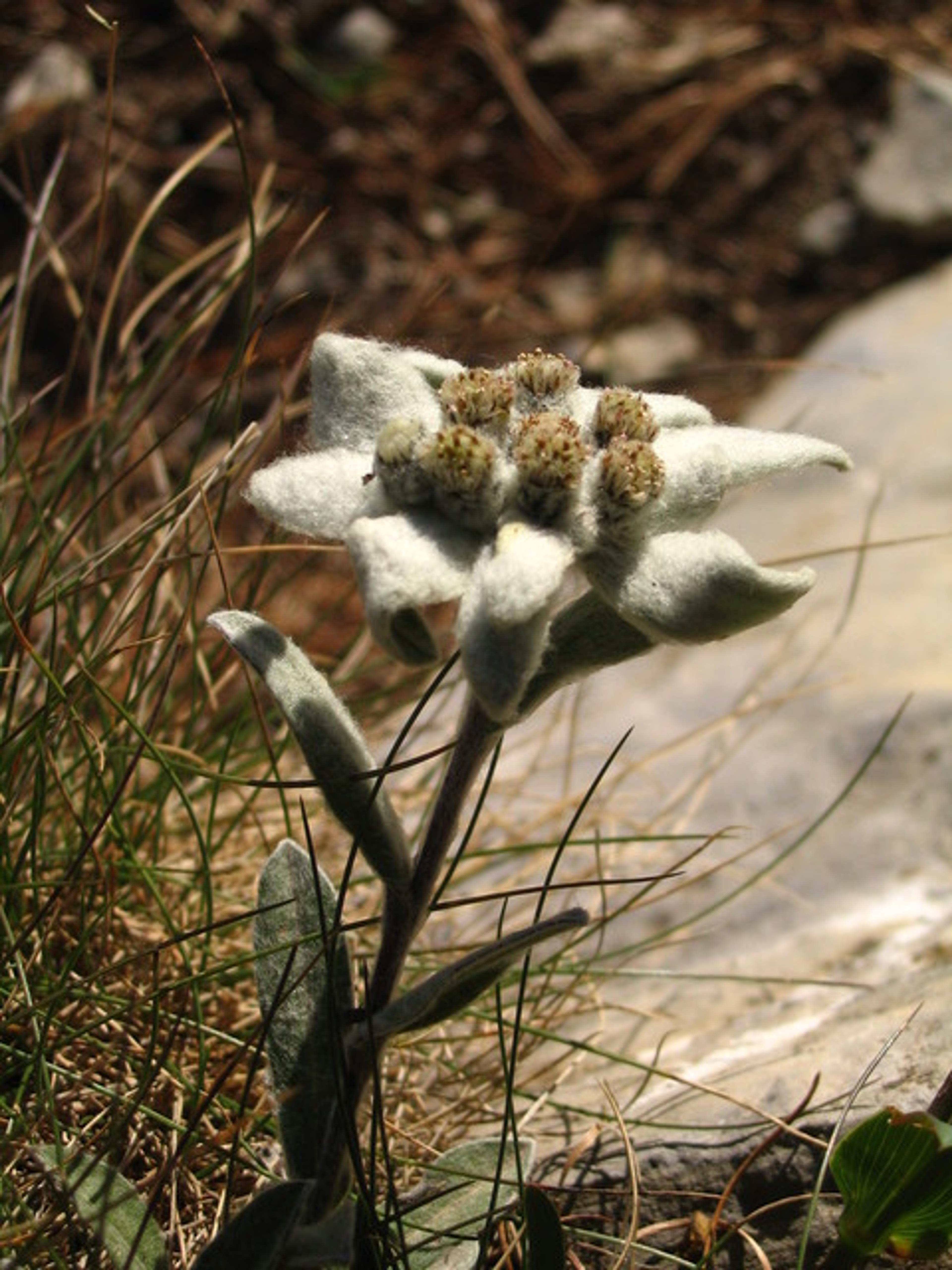 Edelweiss dans le bas de l'éperon Renaud aux Tenailles de Montbrison