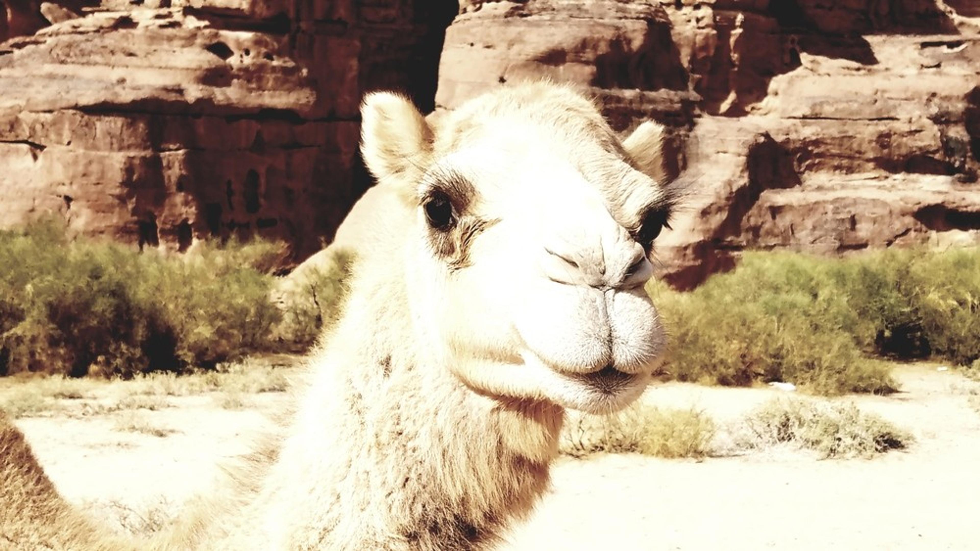 Wadi Rum - Voie Bédouine - Un ptit sourire?