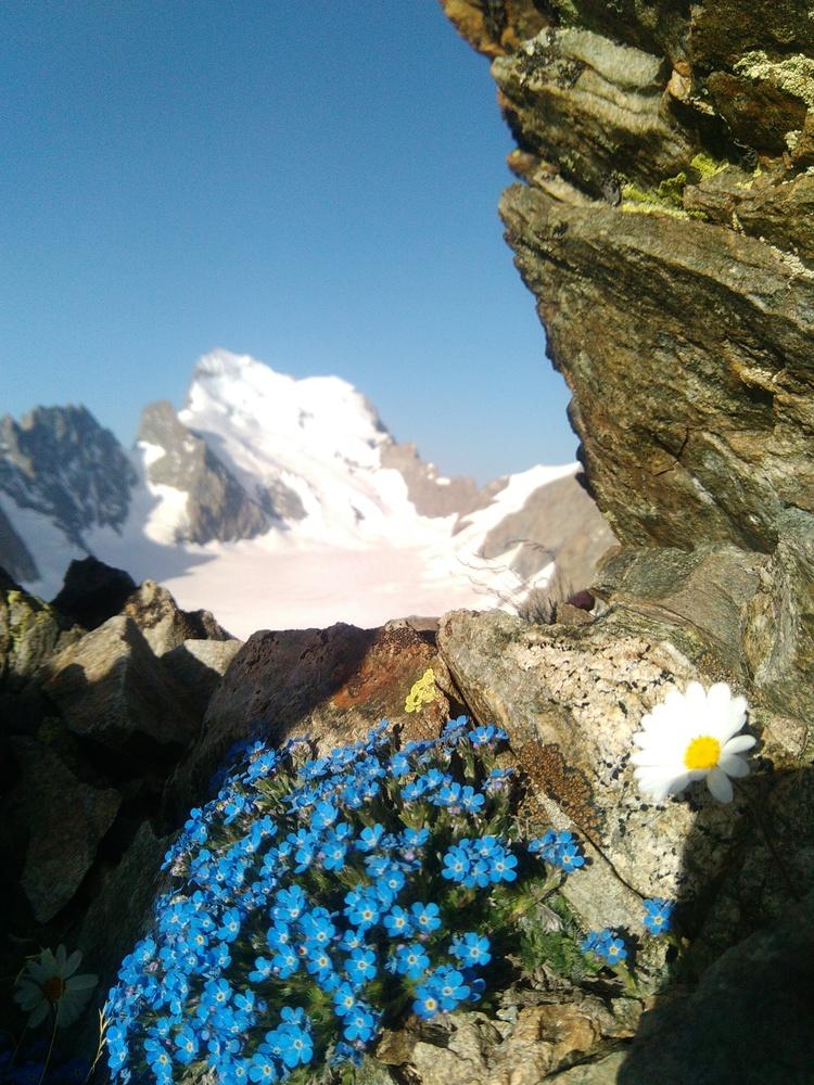 Pic du Glacier Blanc - Arête S - Erytriche nain