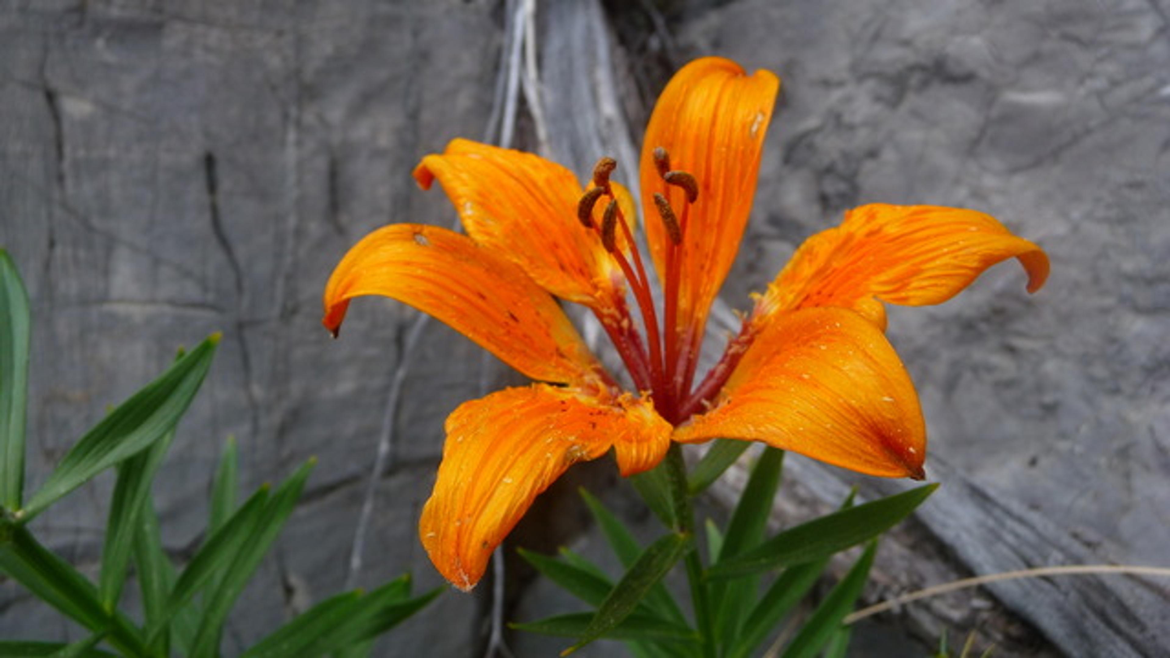 Lys Orangé