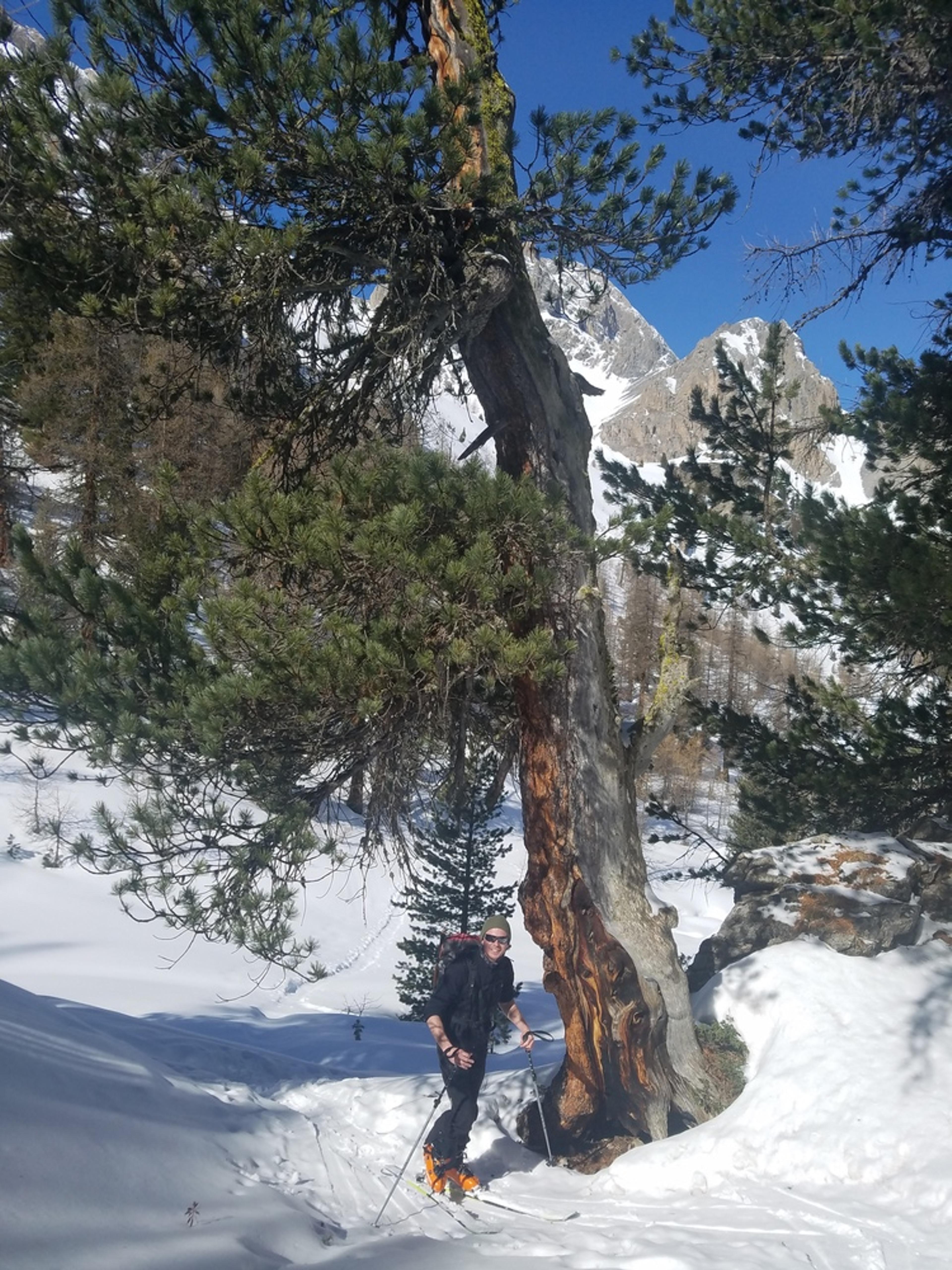 Ski rando Ceillac - Pas du Curé - Au pied de mon arbre
