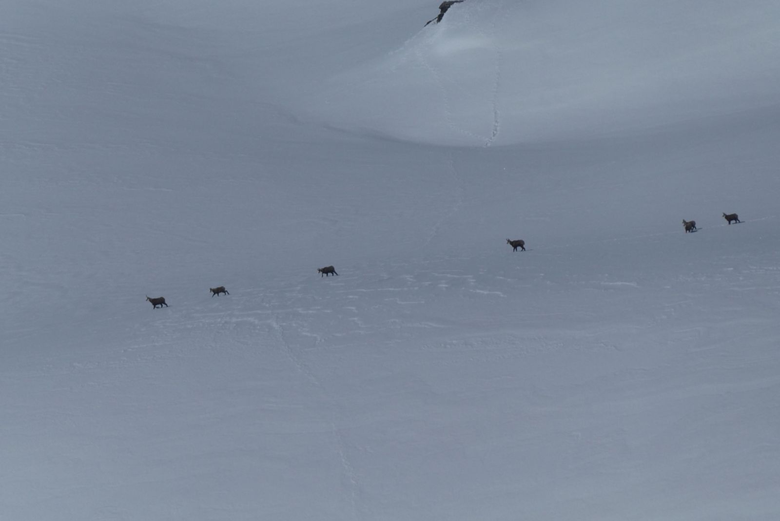Ski Touring on Red Soil - Toward La Pissine - Chamois