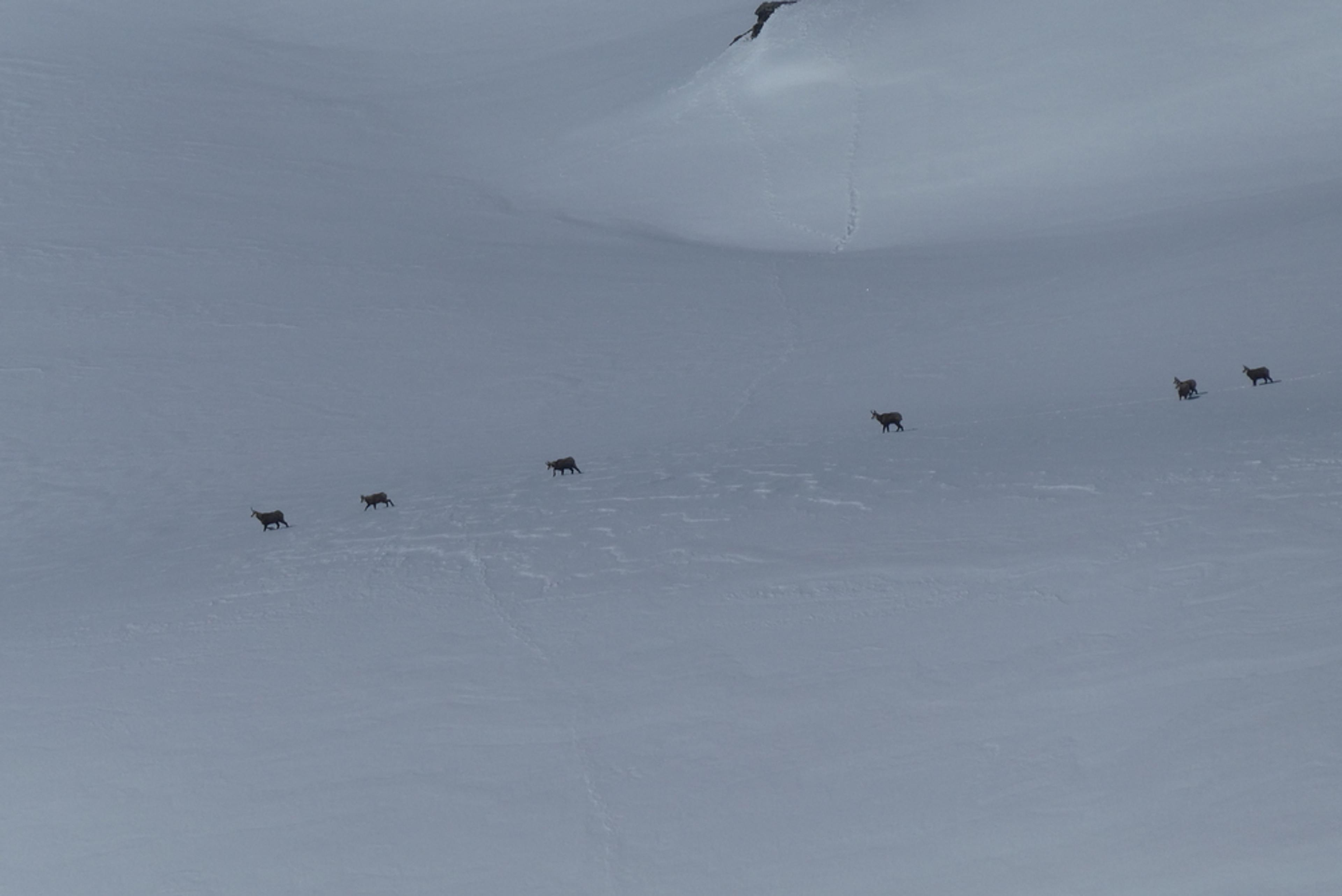 Ski rando terre rouge - Vers la Pissine - Chamois