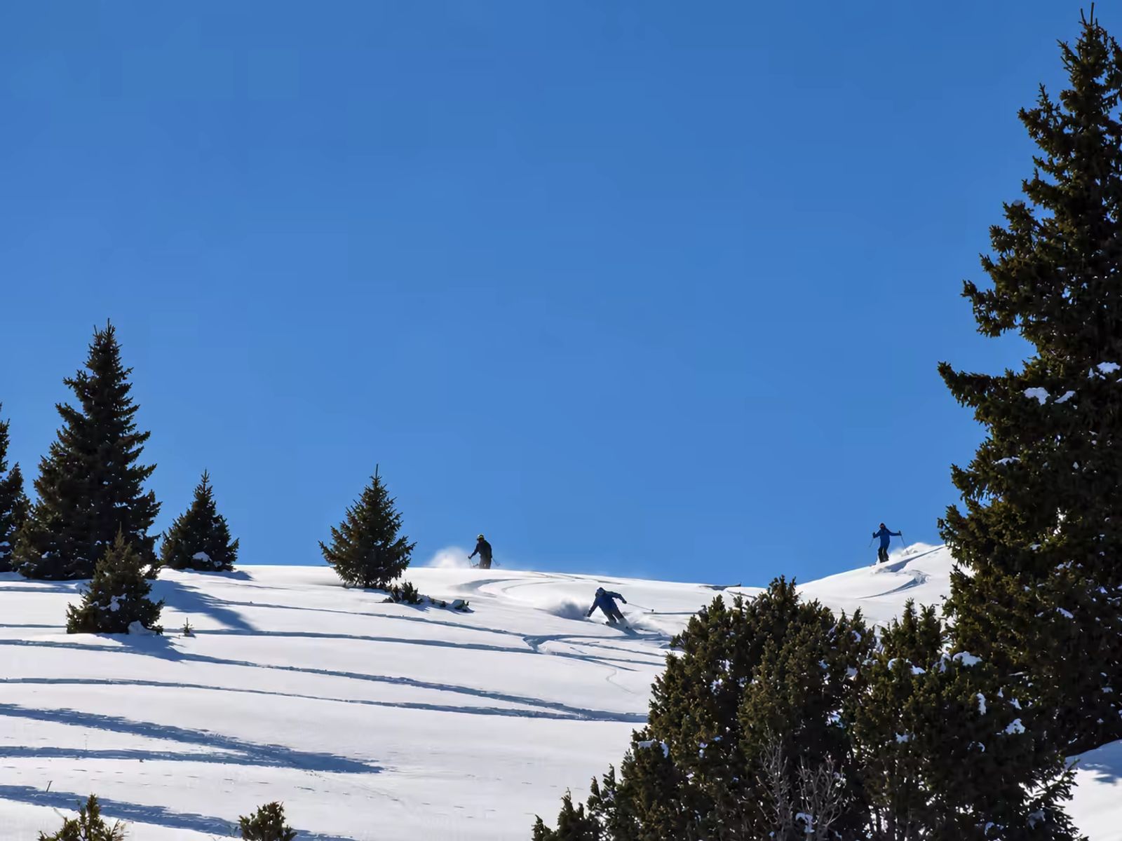 3 skieurs entre dans la forêt et tracent une belle poudreuse prêt de Jyrgalan