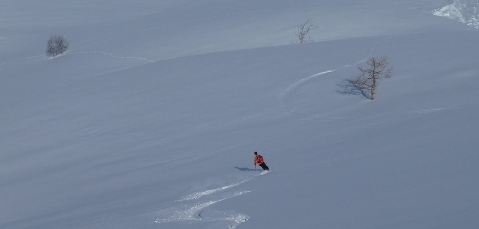 Neige incroyable et pas tracée, avec un petit mélèze
