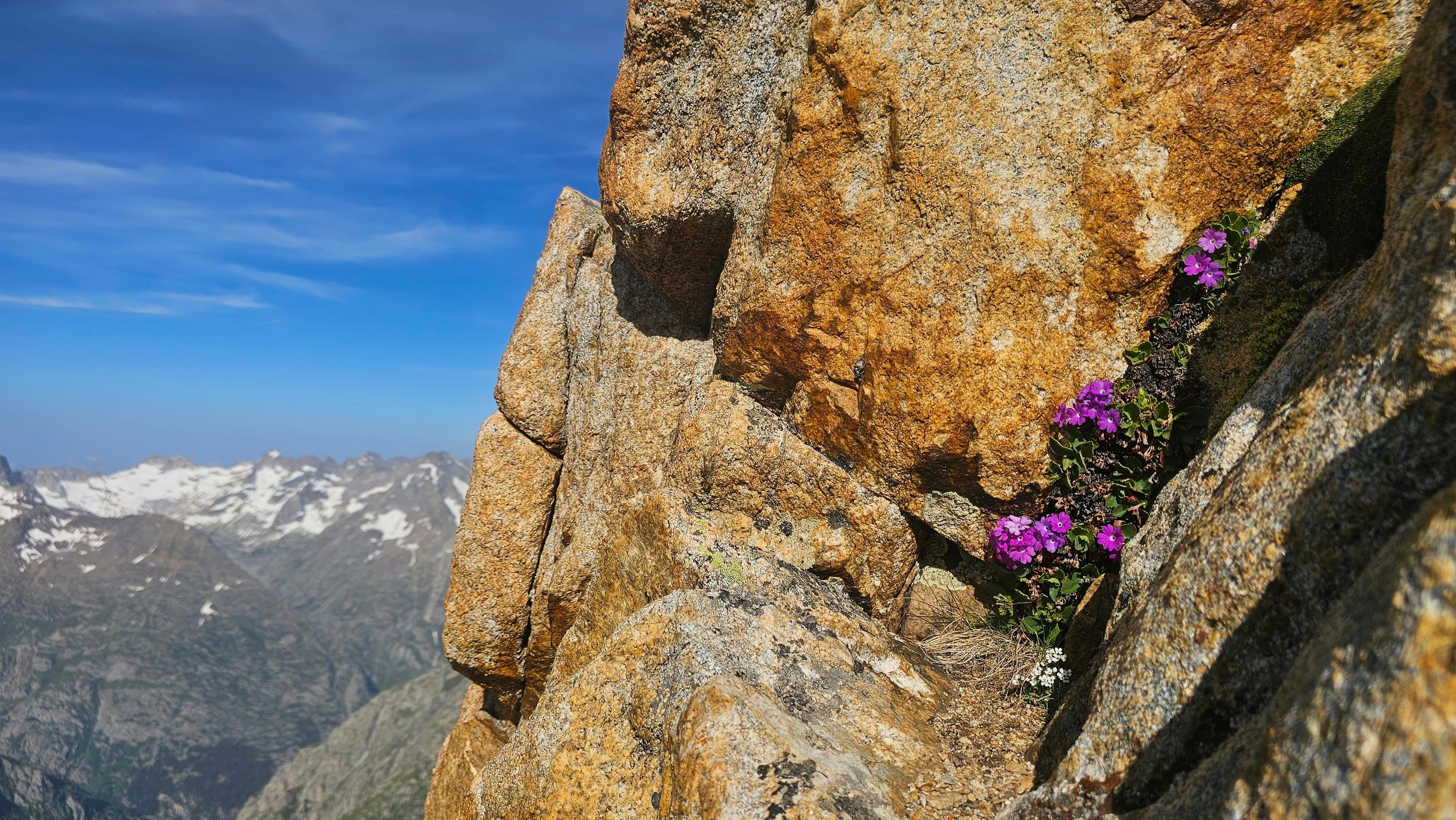 Fleurs alpines violettes dans une fissure rocheuse, voie des Plaques au Rouget