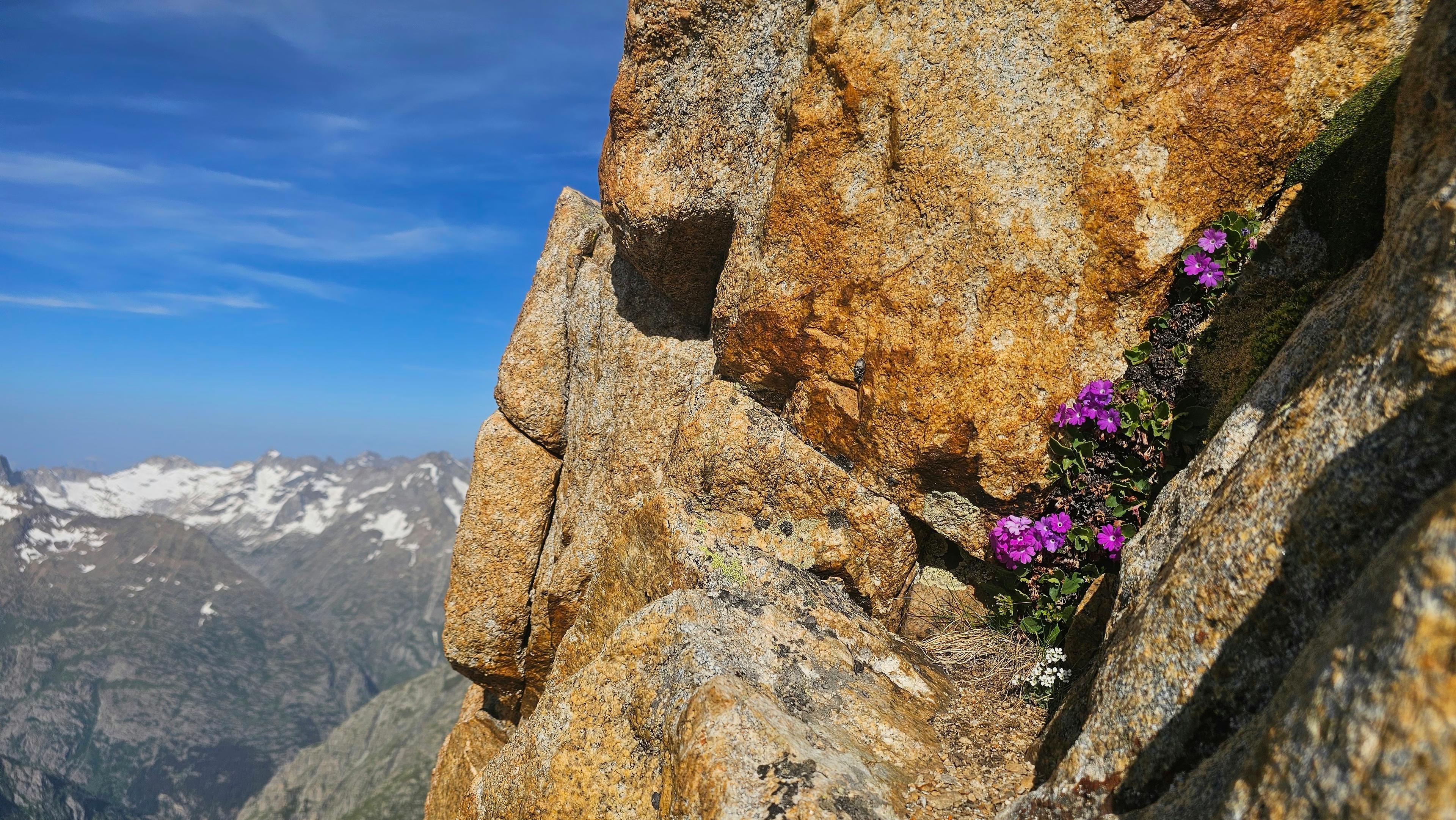 Fleurs alpines violettes dans une fissure rocheuse, voie des Plaques au Rouget
