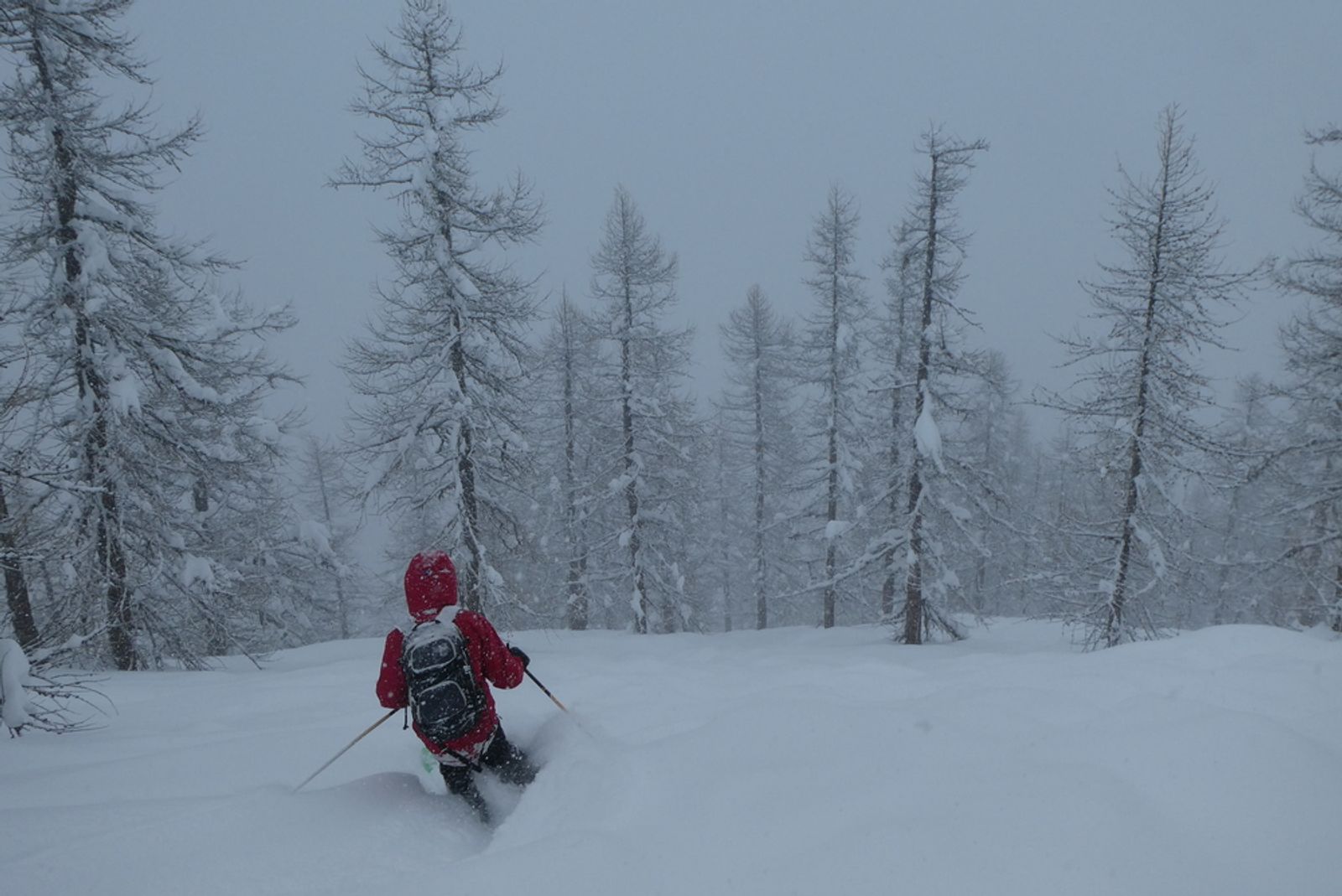 Skier in the larch forest of Puy-Saint-Vincent, Bois des Coqs