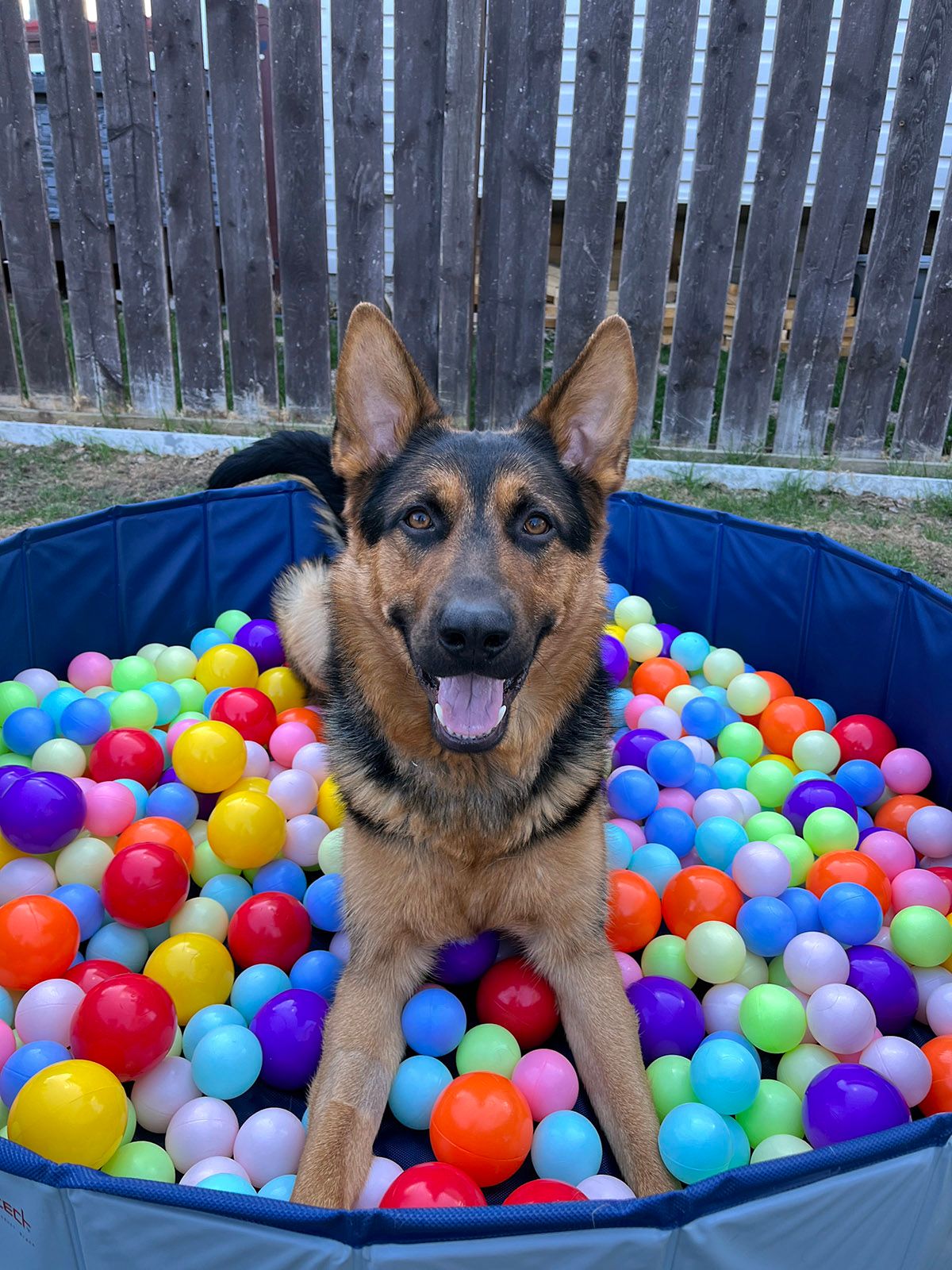 German Shepherd in pool
