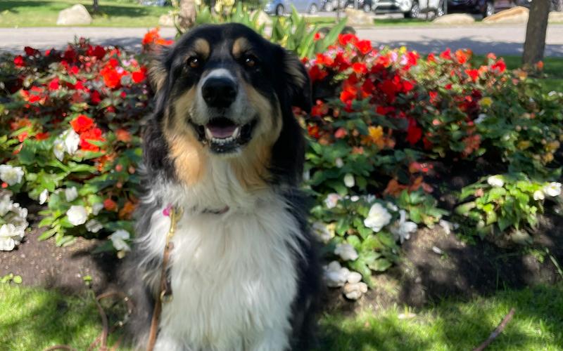 Pretty border collie mix with flowers
