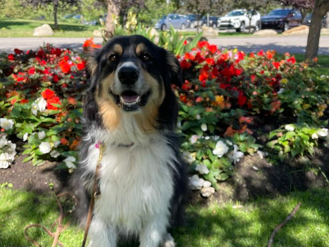 Pretty border collie mix with flowers