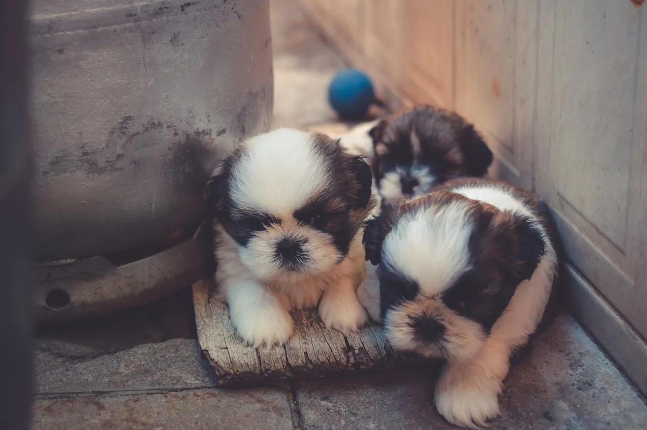 Three very small puppies