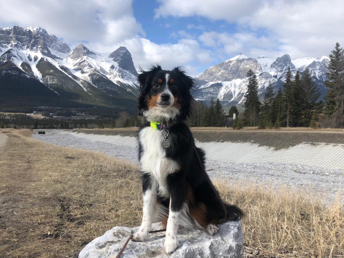 Mini Aussie