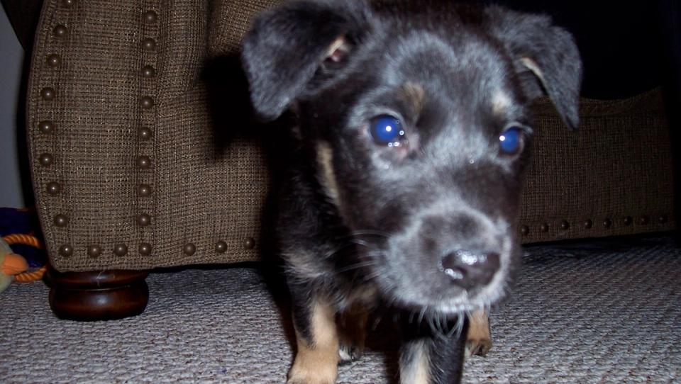 Close up of young black puppy