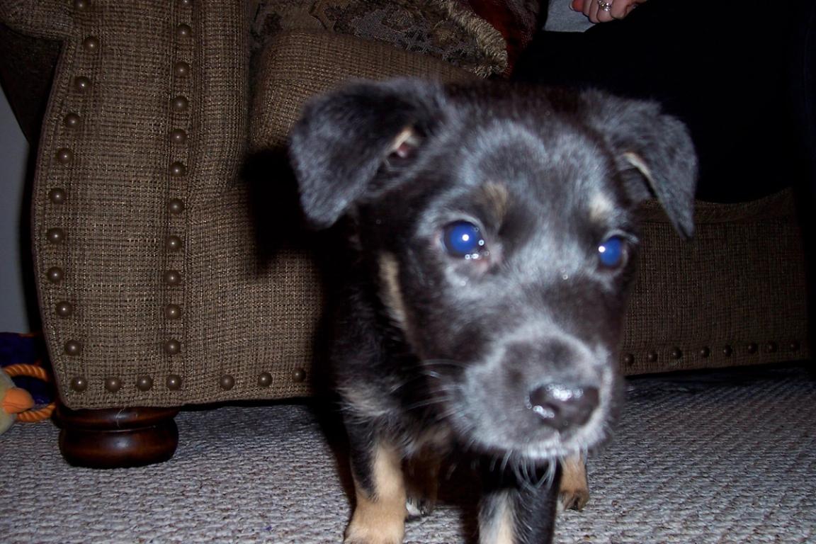 Close up of young black puppy