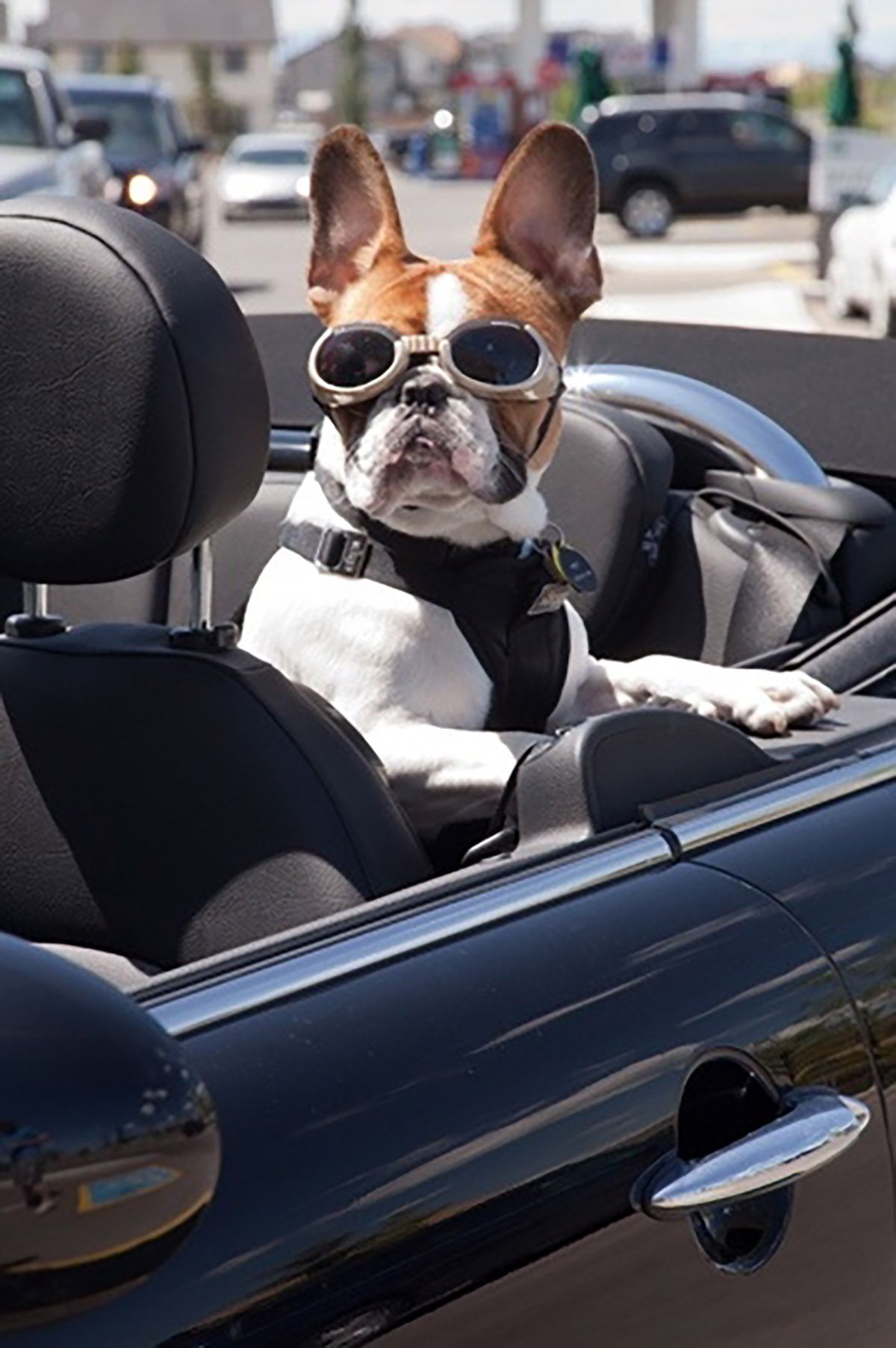 Dog in car with Goggles