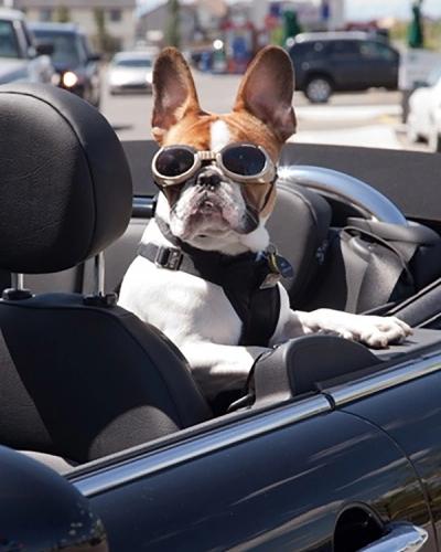 Dog in car with Goggles
